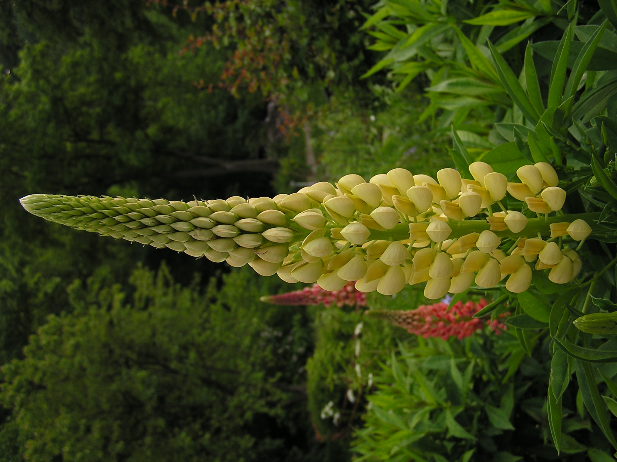 Lupinus polyphyllus (6)