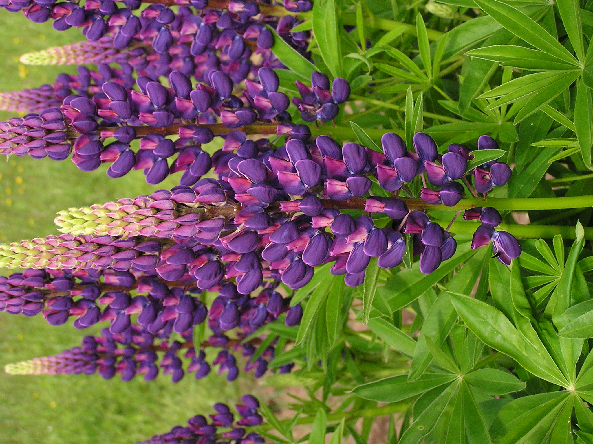 Lupinus polyphyllus (7)