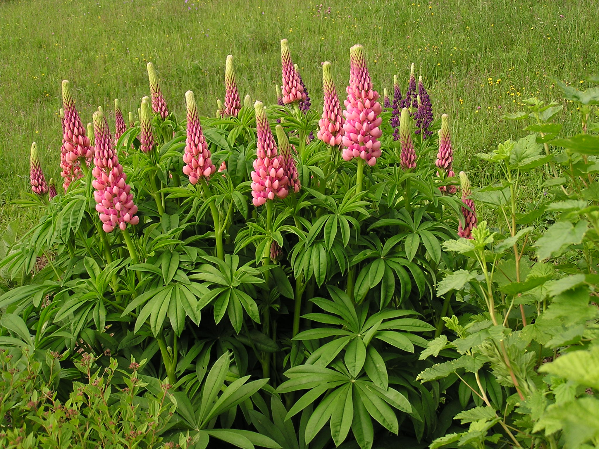 Lupinus polyphyllus (2)