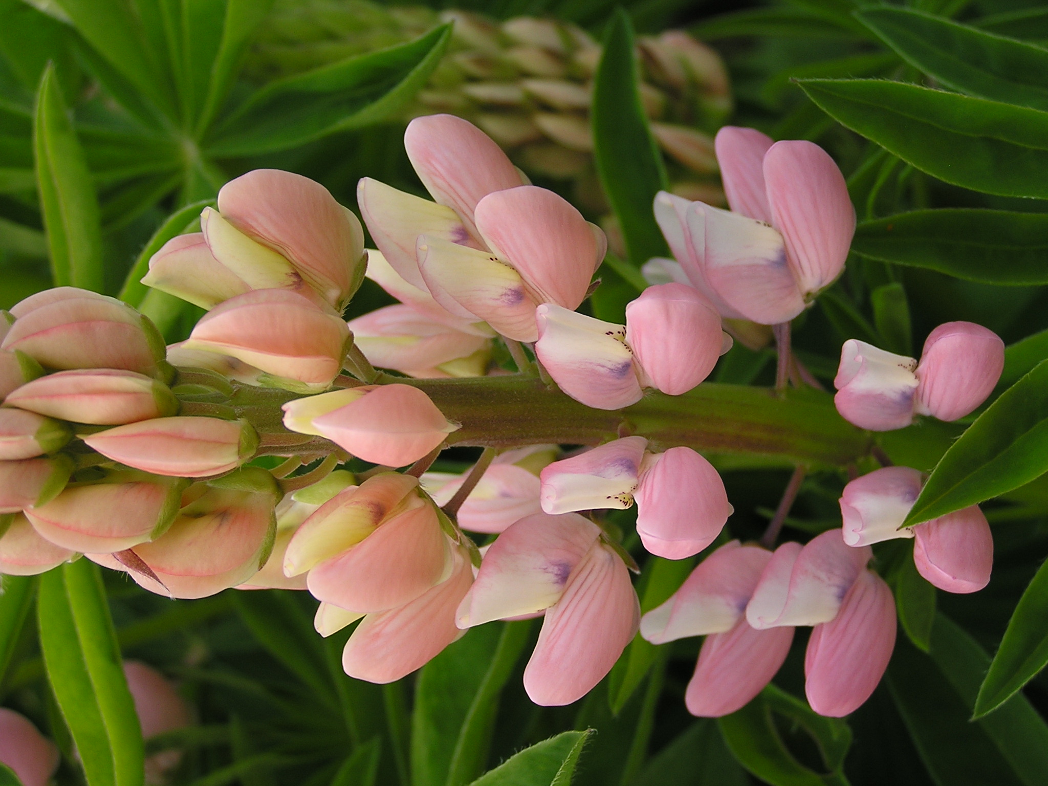 Lupinus polyphyllus (4)