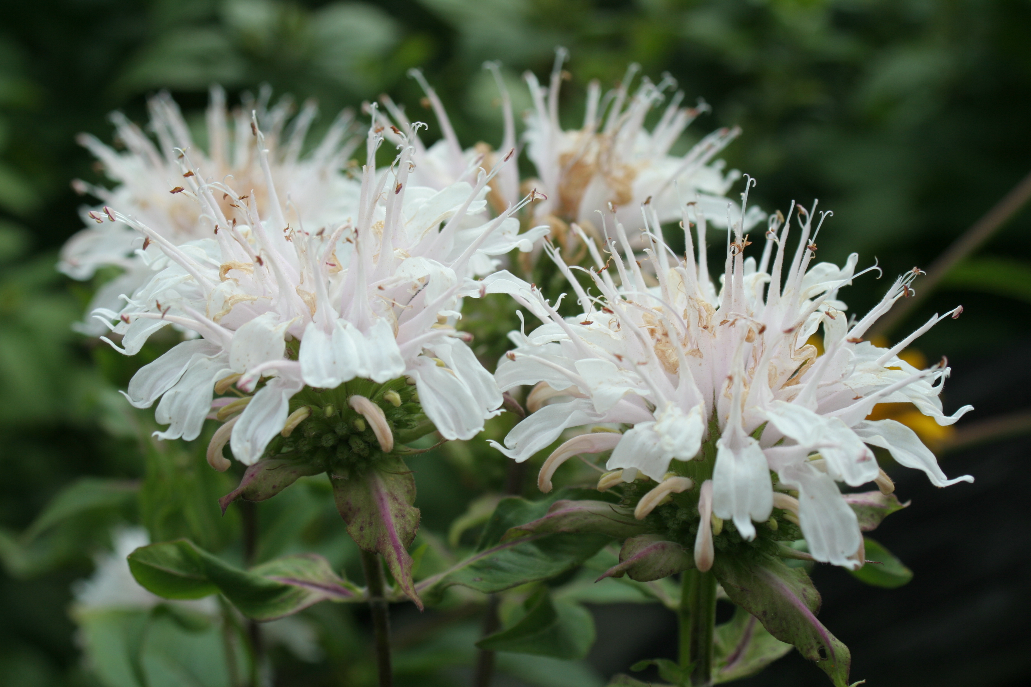 Monarda didima