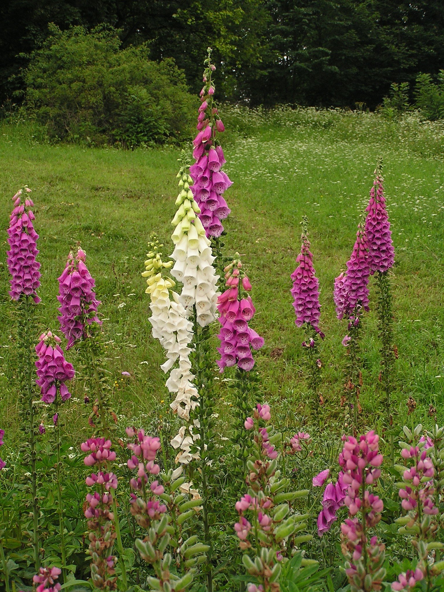 Digitalis purpurea (1)