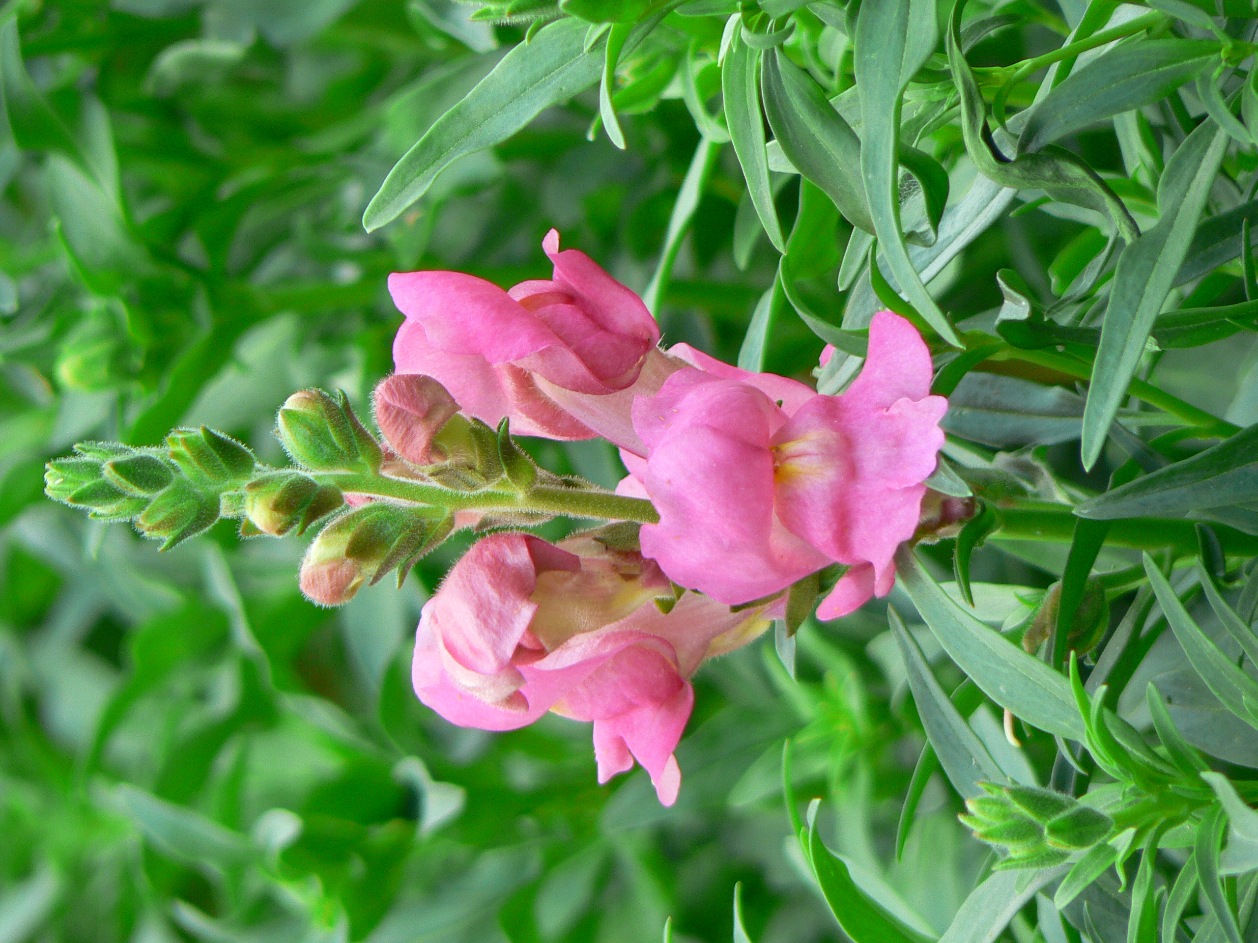 Antirrhinum majus (1)