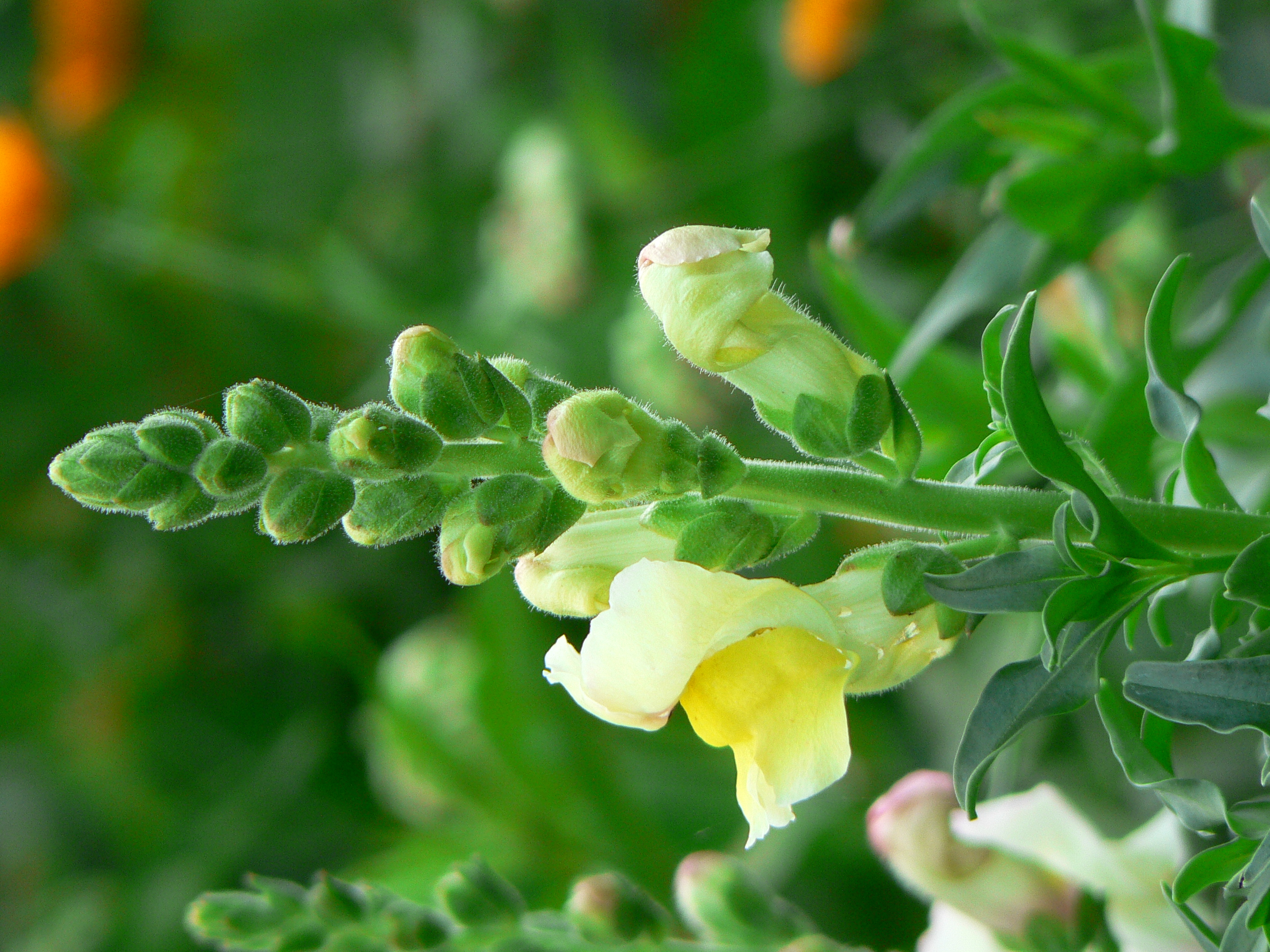 Antirrhinum majus (2)