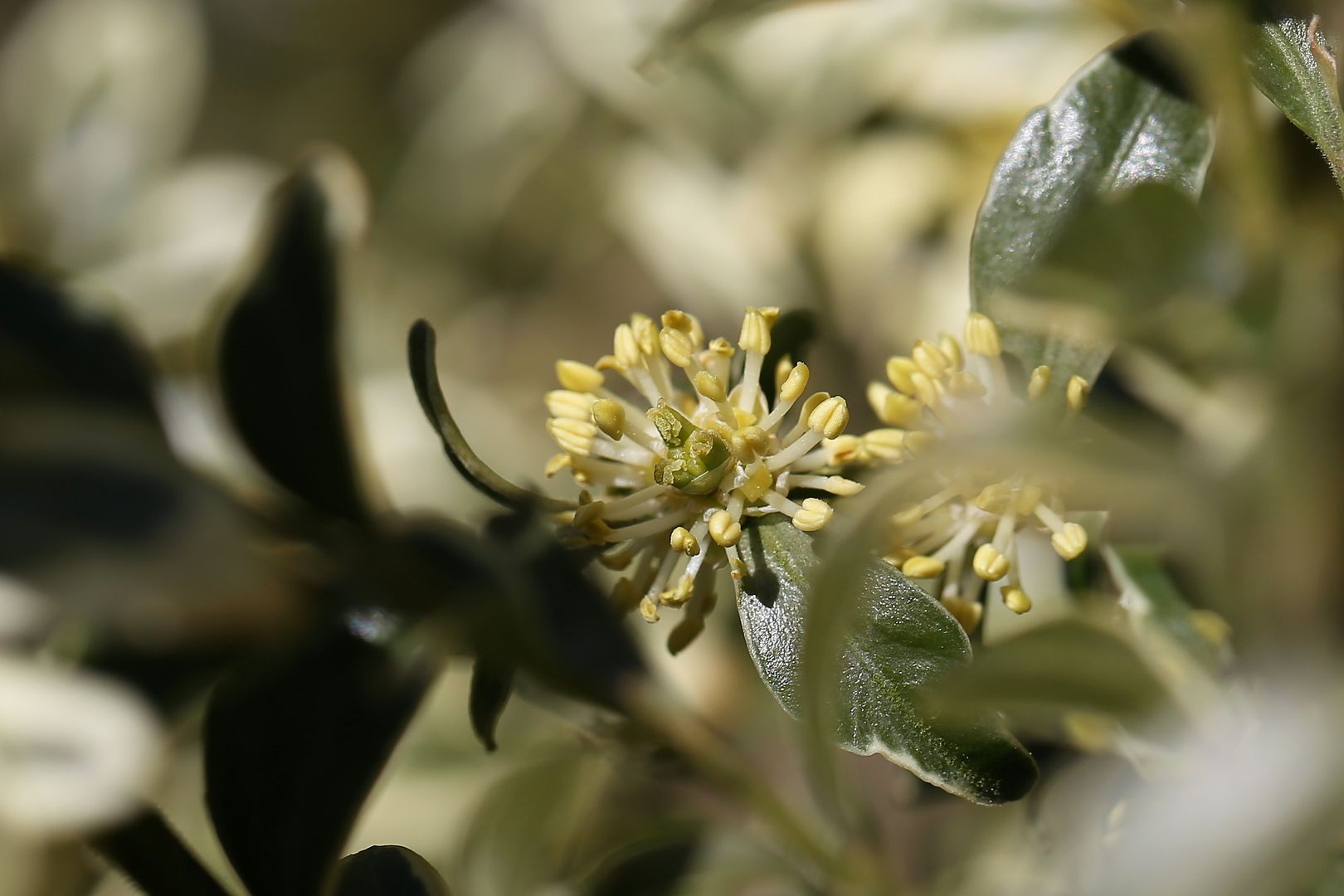 Buxus sempervivens