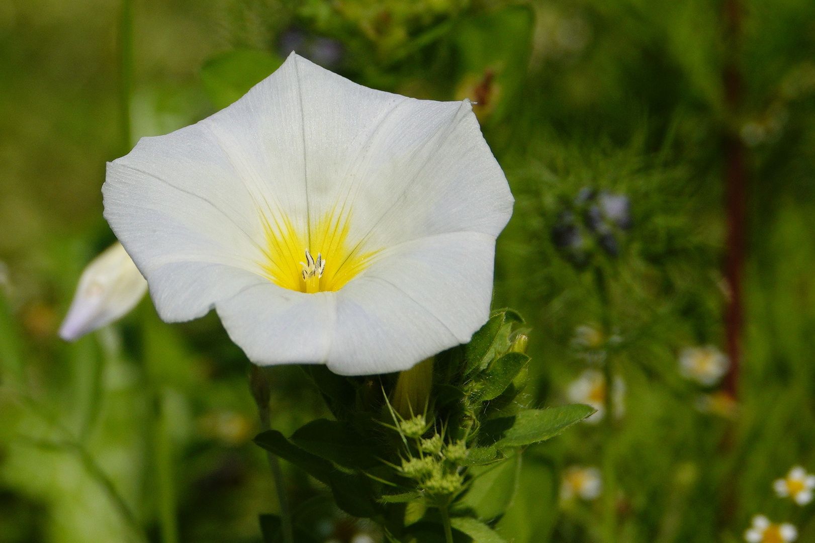 Convolvulus sp.