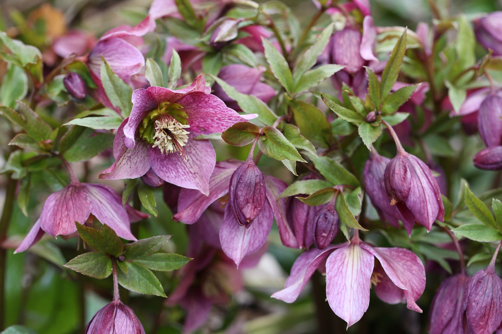 Helleborus sp.