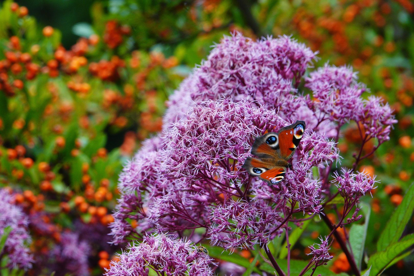 Hlohyně šarlatová a Eupatorium maculatum  Atropurpureum  (2)