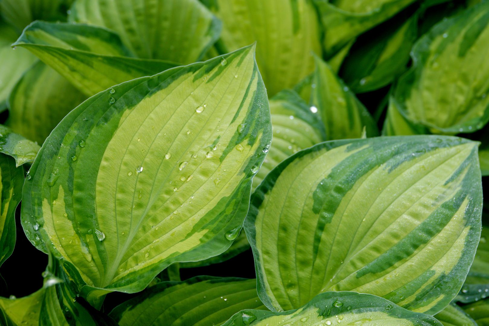 Hosta sp.