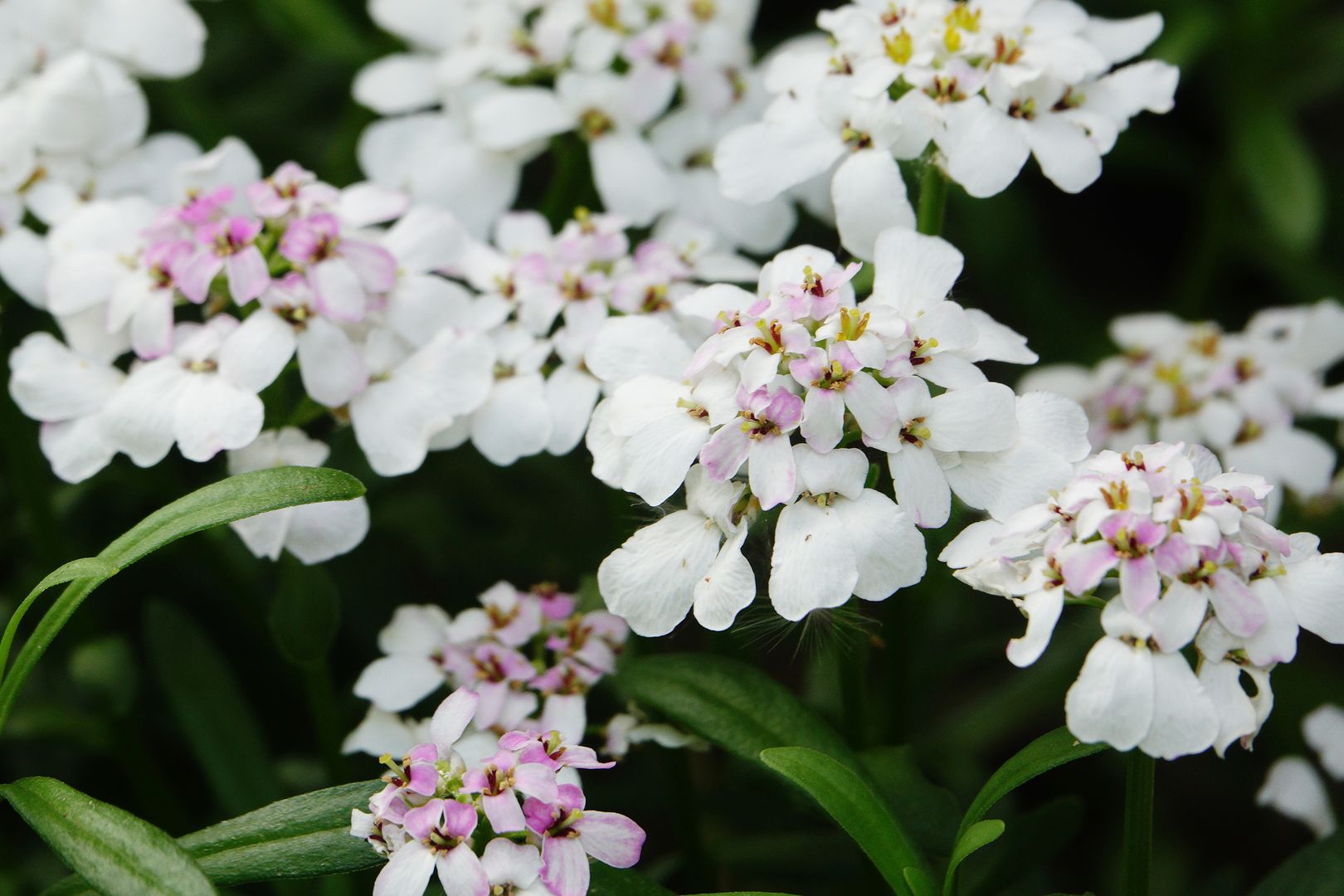 Iberis sempervivens