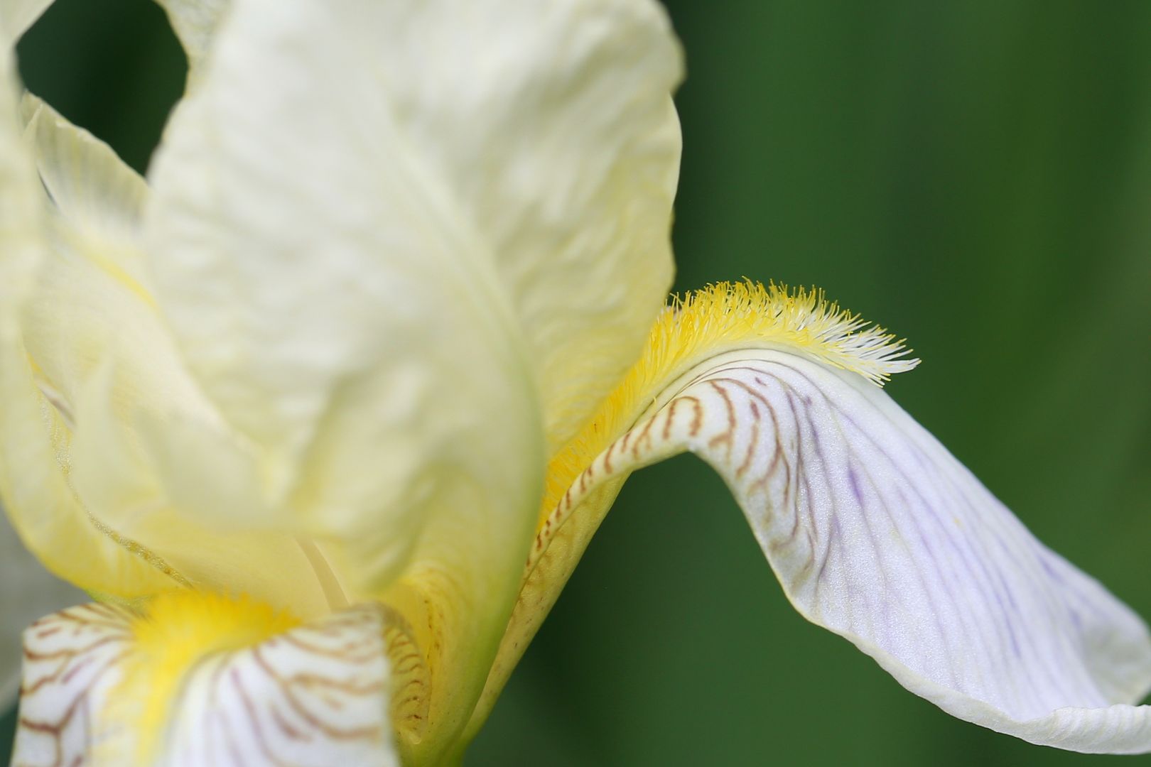 Iris germanica