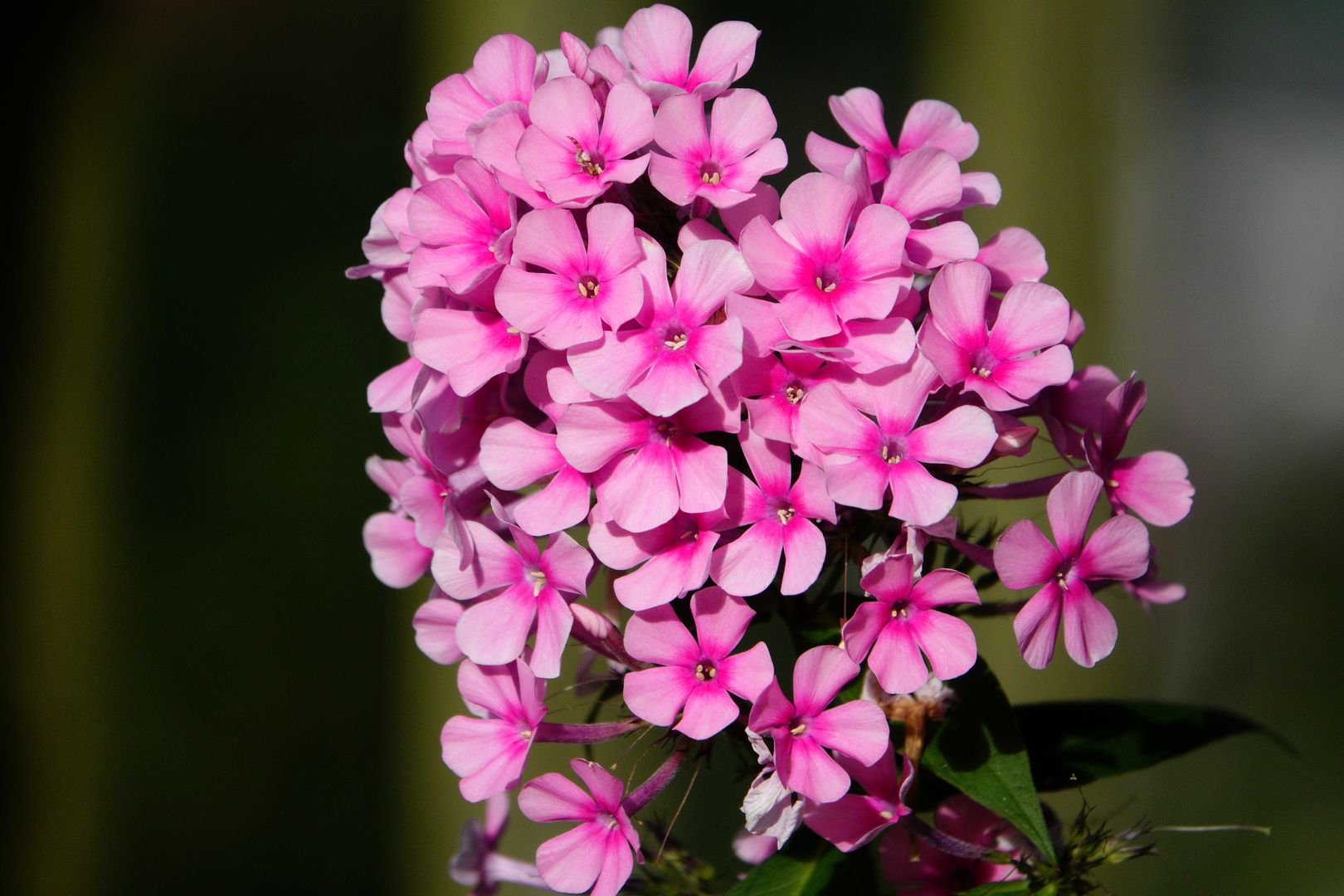 Phlox paniculata (1)