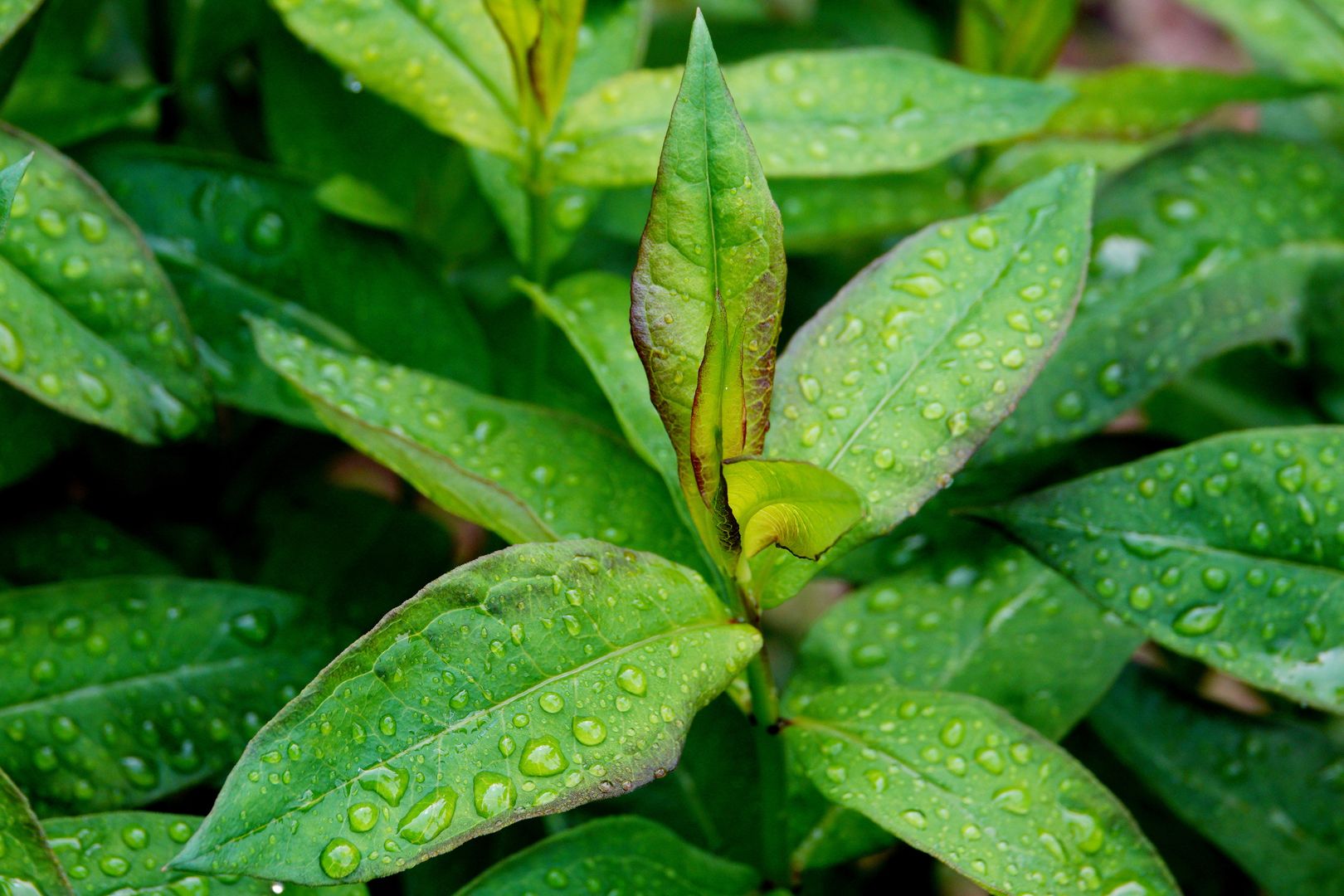 Phlox paniculata (3)