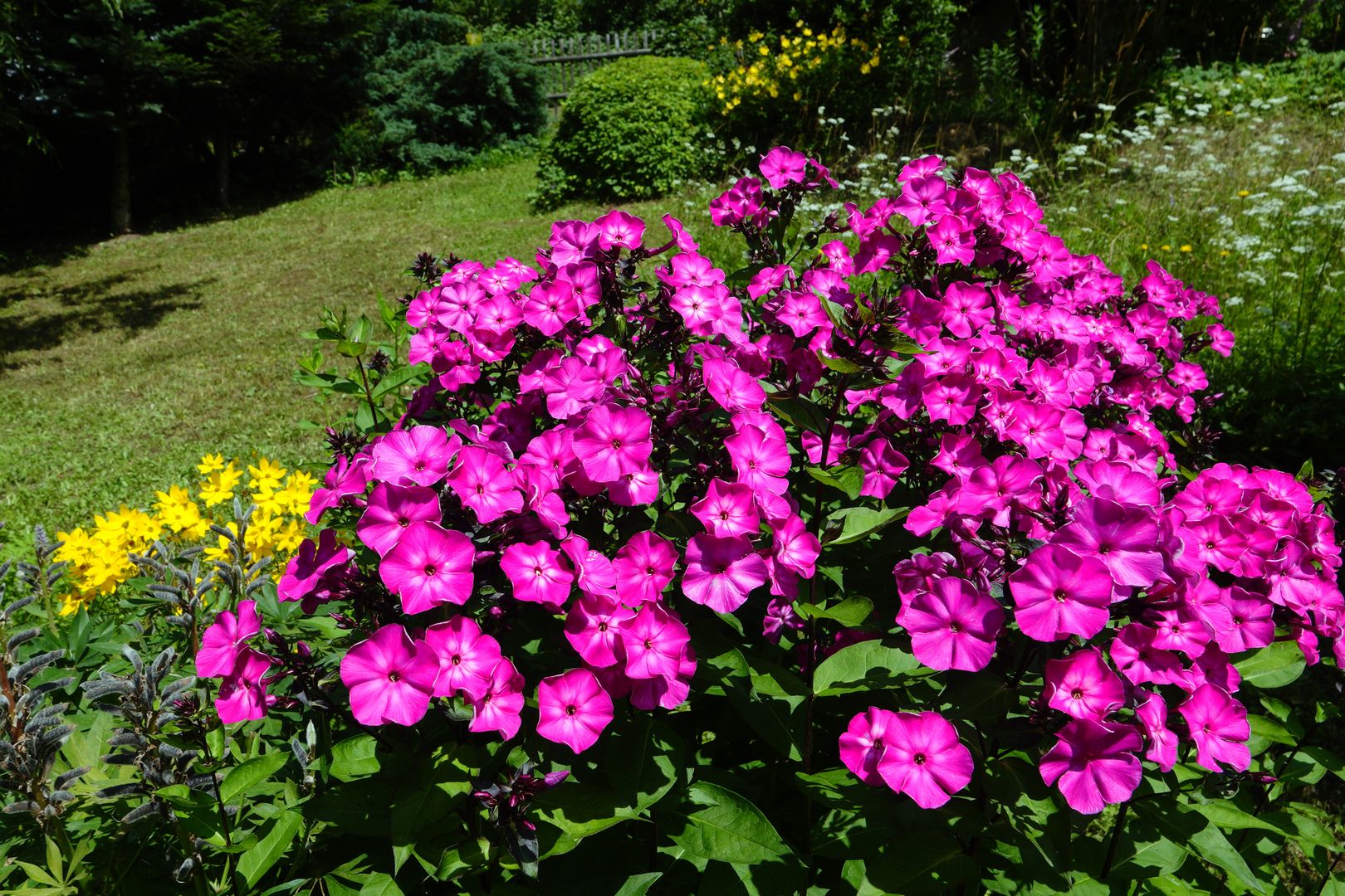 Phlox paniculata (4)