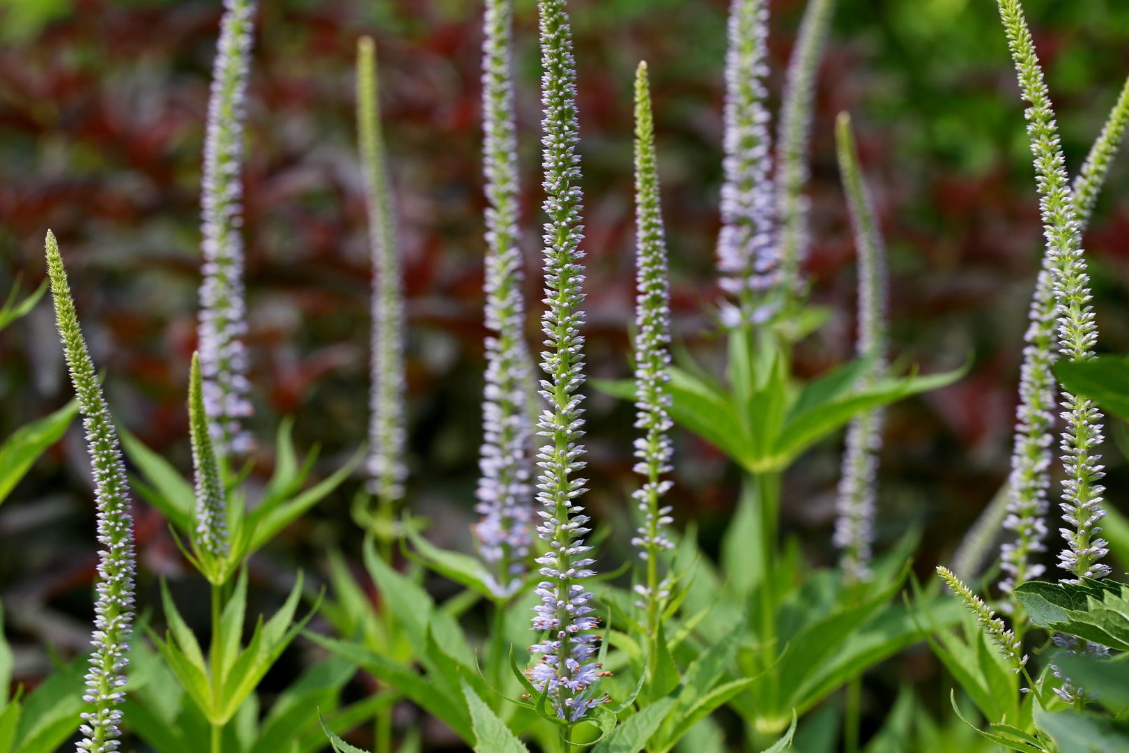 Veronicastrum sp.