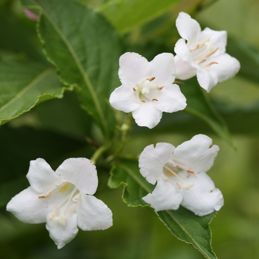 Weigela florida (1)