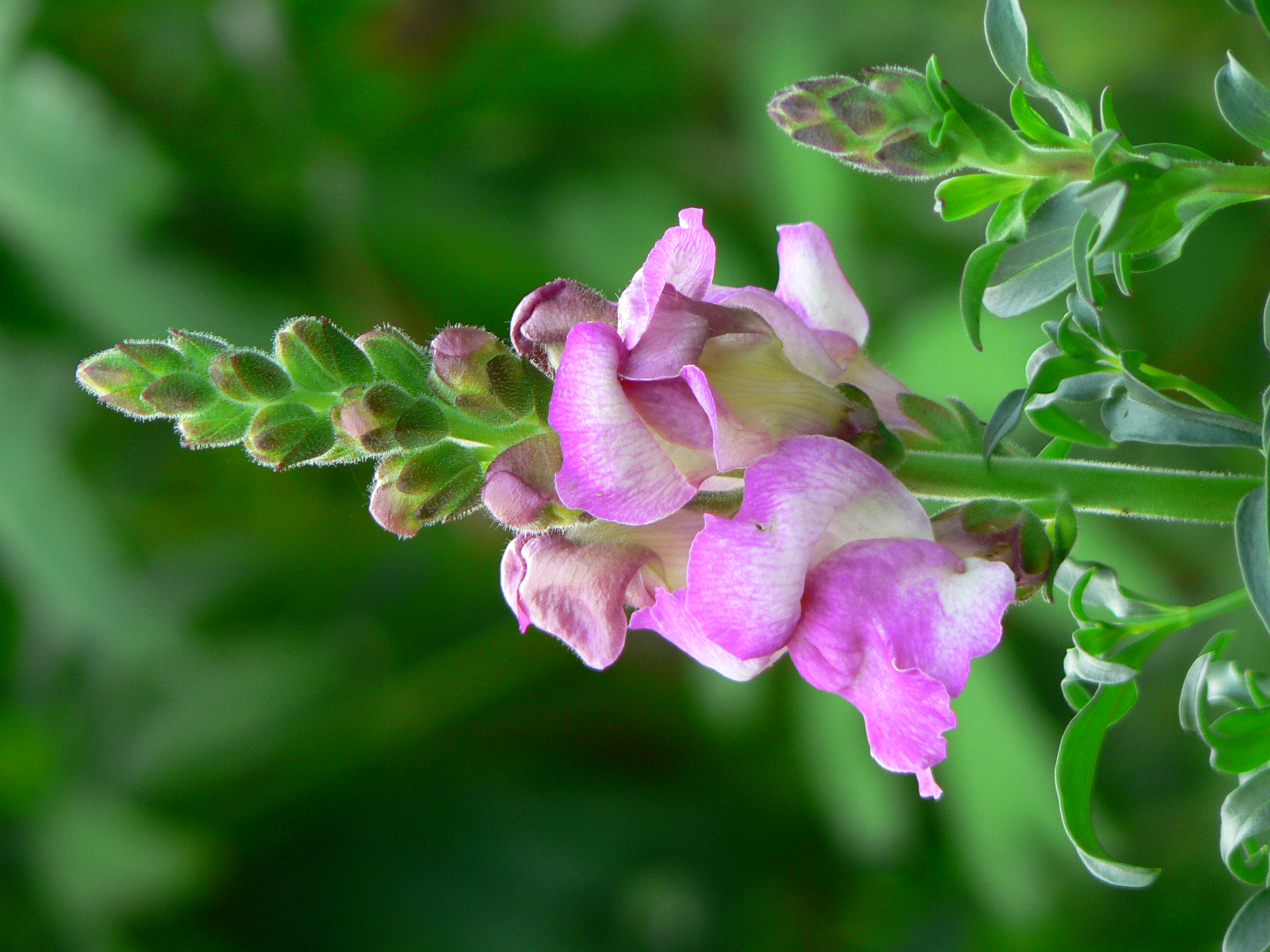 Antirrhinum majus (3)