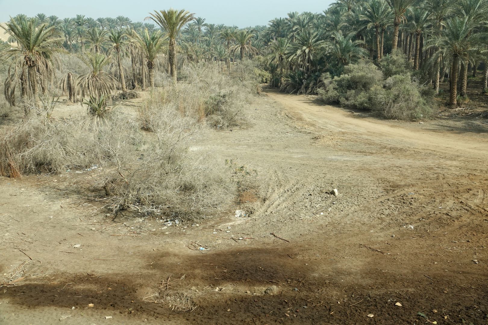 Egypt-zemědělství v údolí Nilu-0009