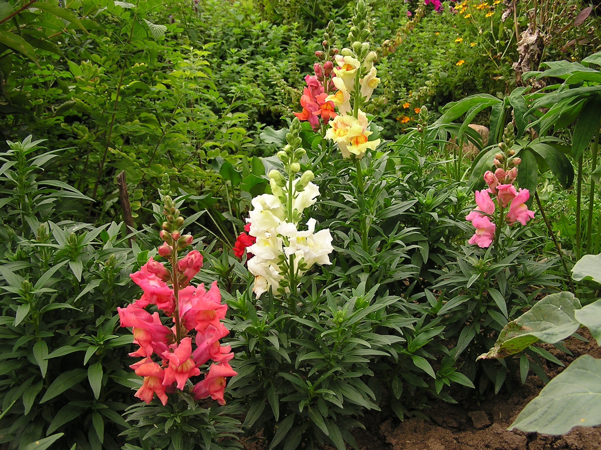 Antirrhinum majus (4)