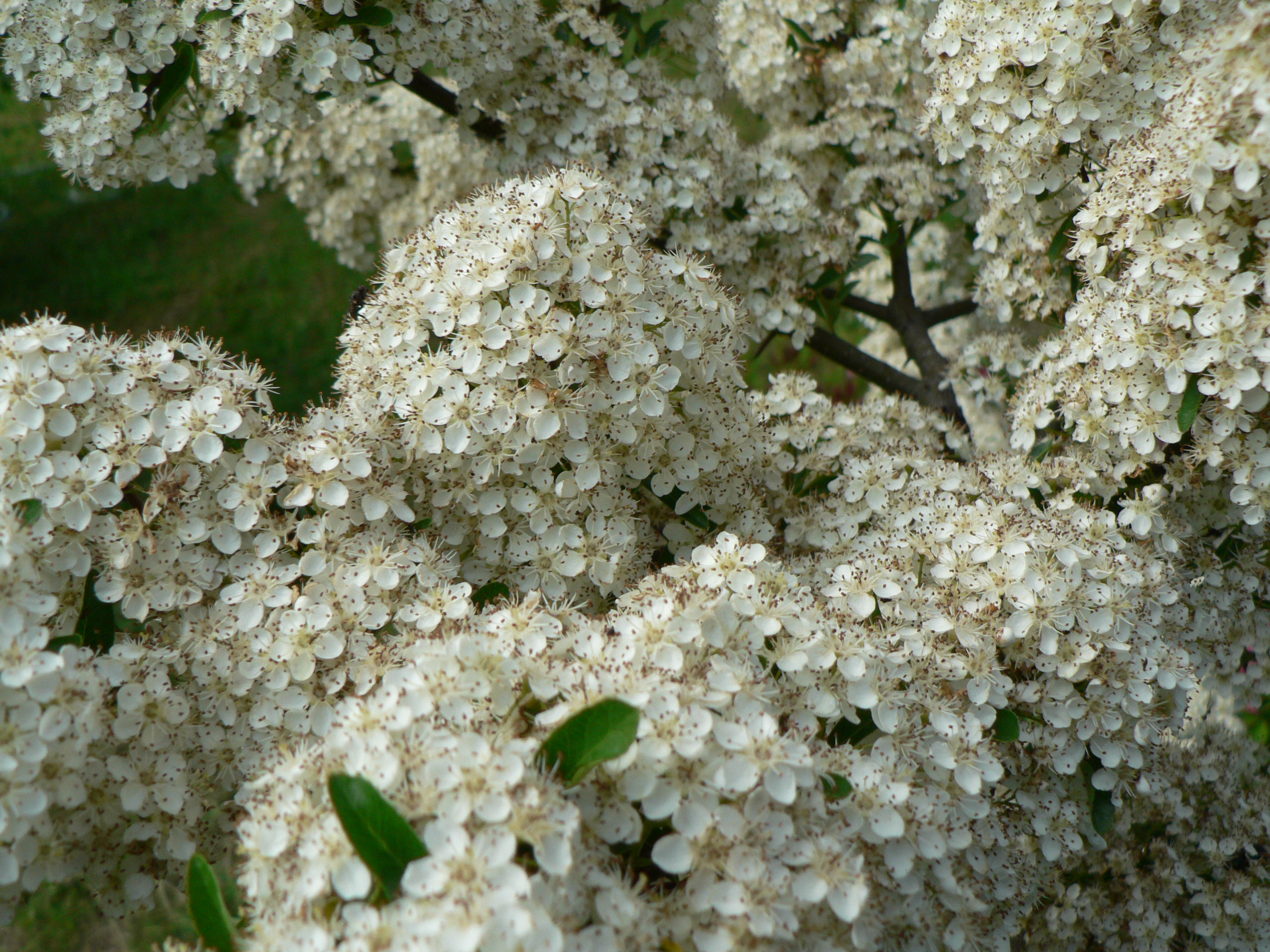 Pyracantha coccinea (1)