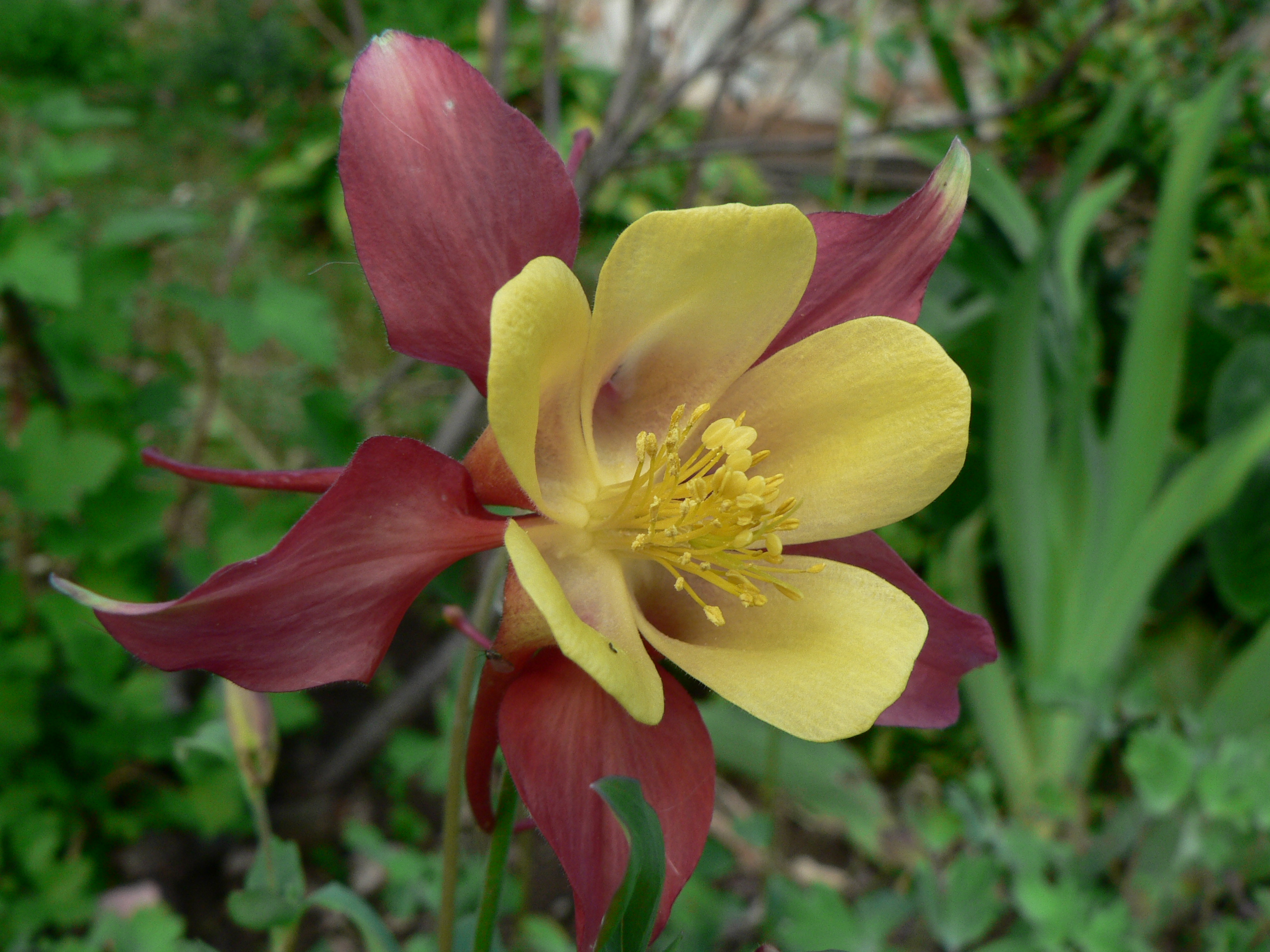 Aquilegia caerulea (1)