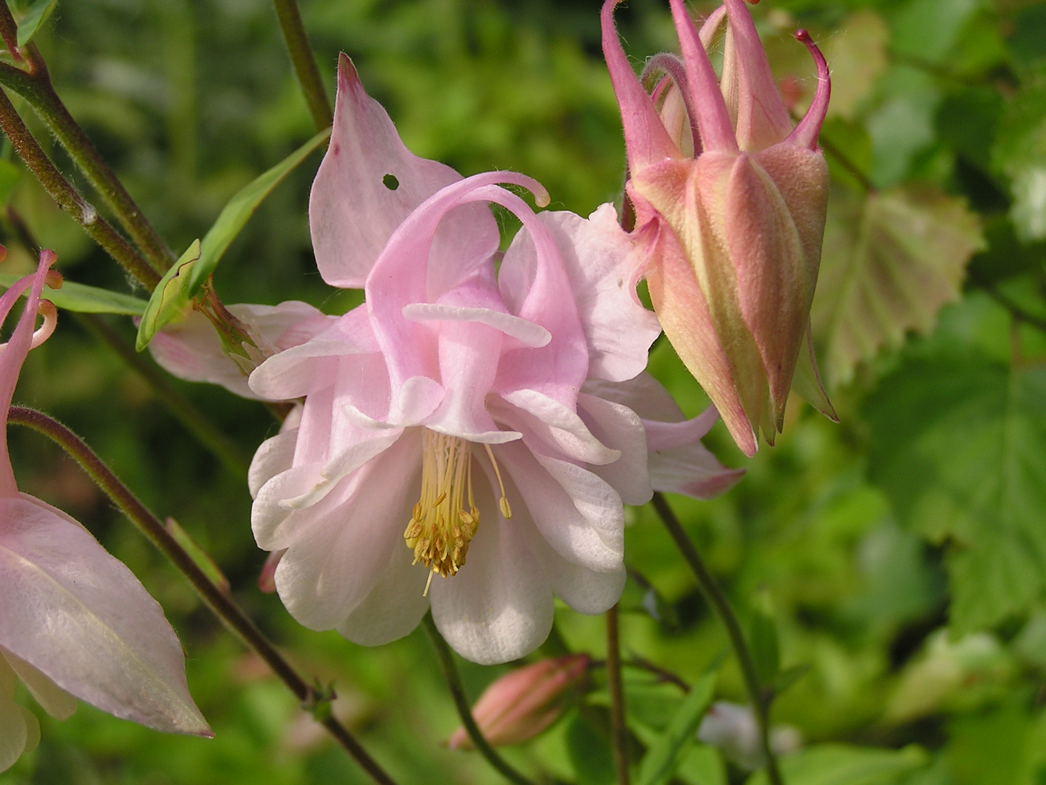 Aquilegia ssp.