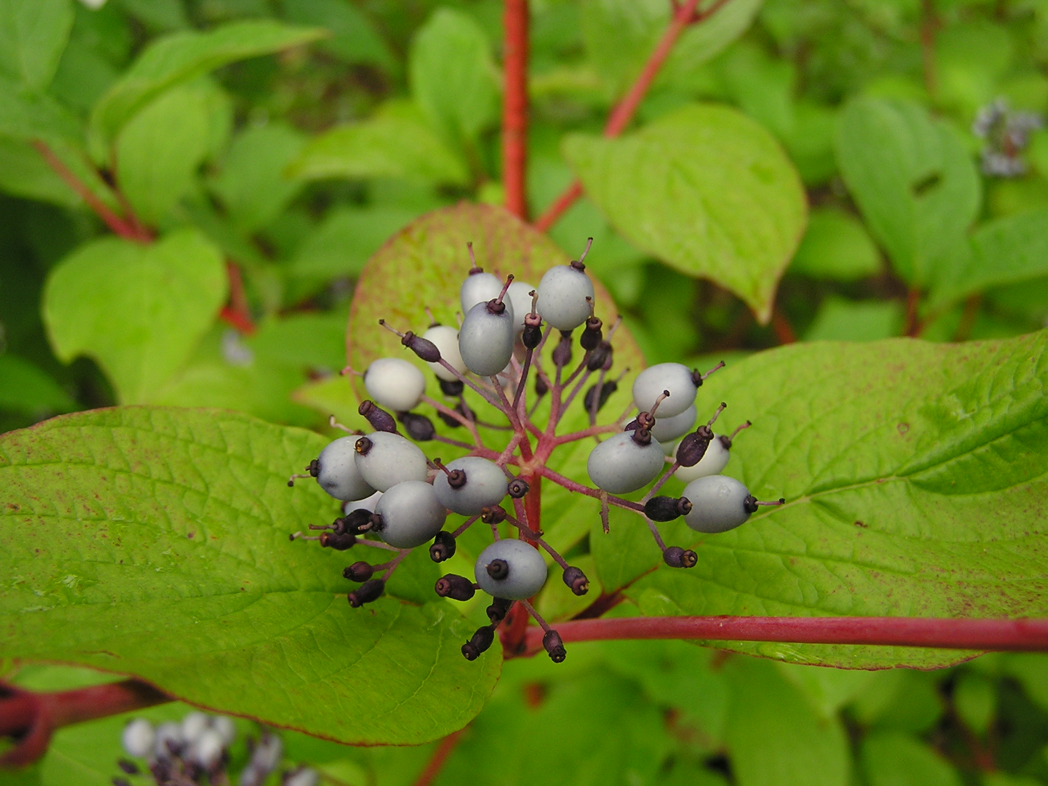 Cornus sanguinea (1)