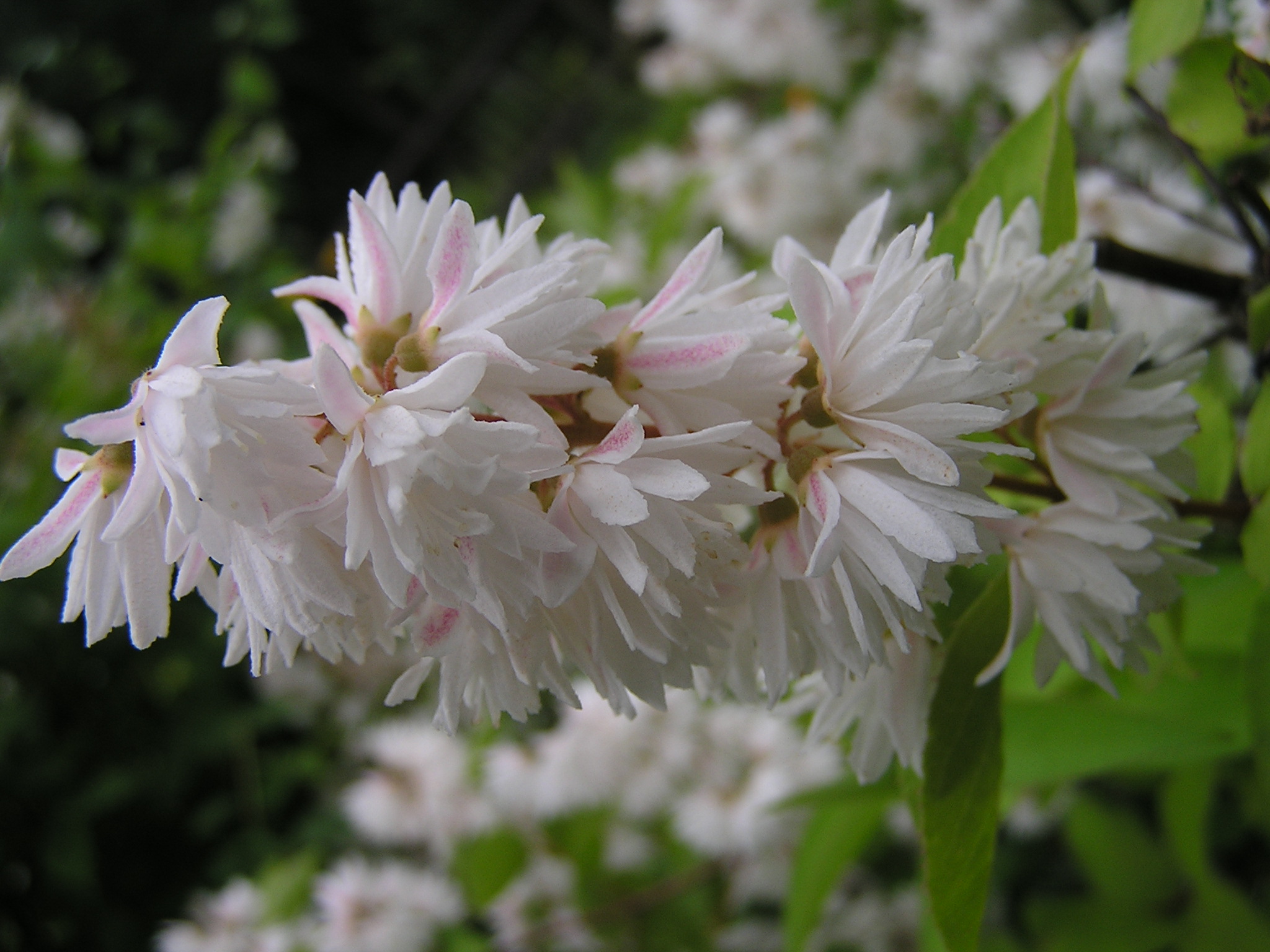 Deutzia ssp.