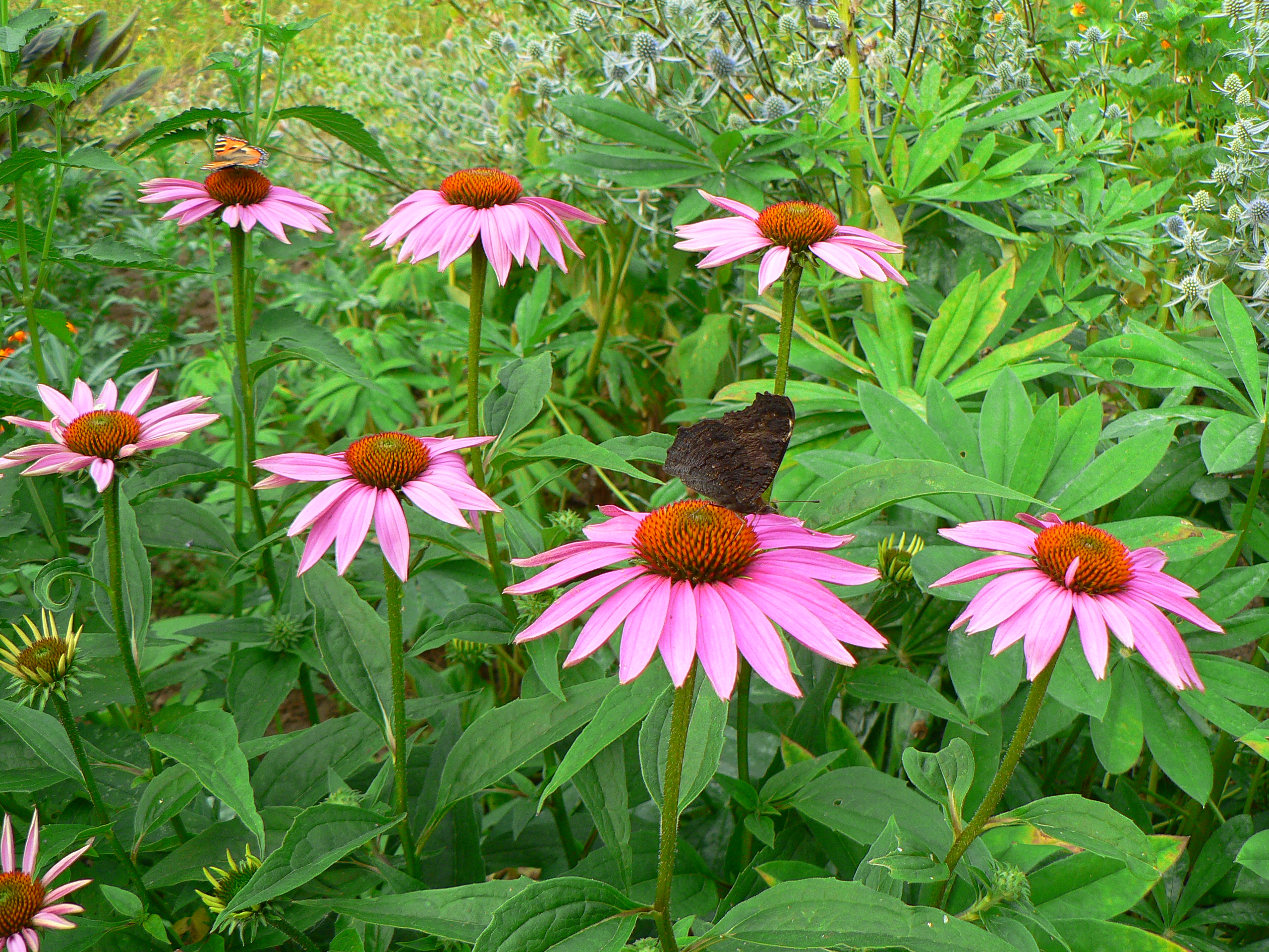 Echinacea purpurea (1)