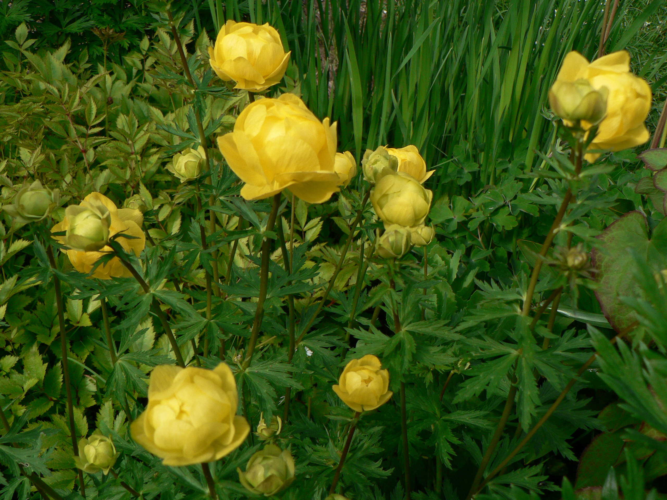 Trollius europaeus (1)