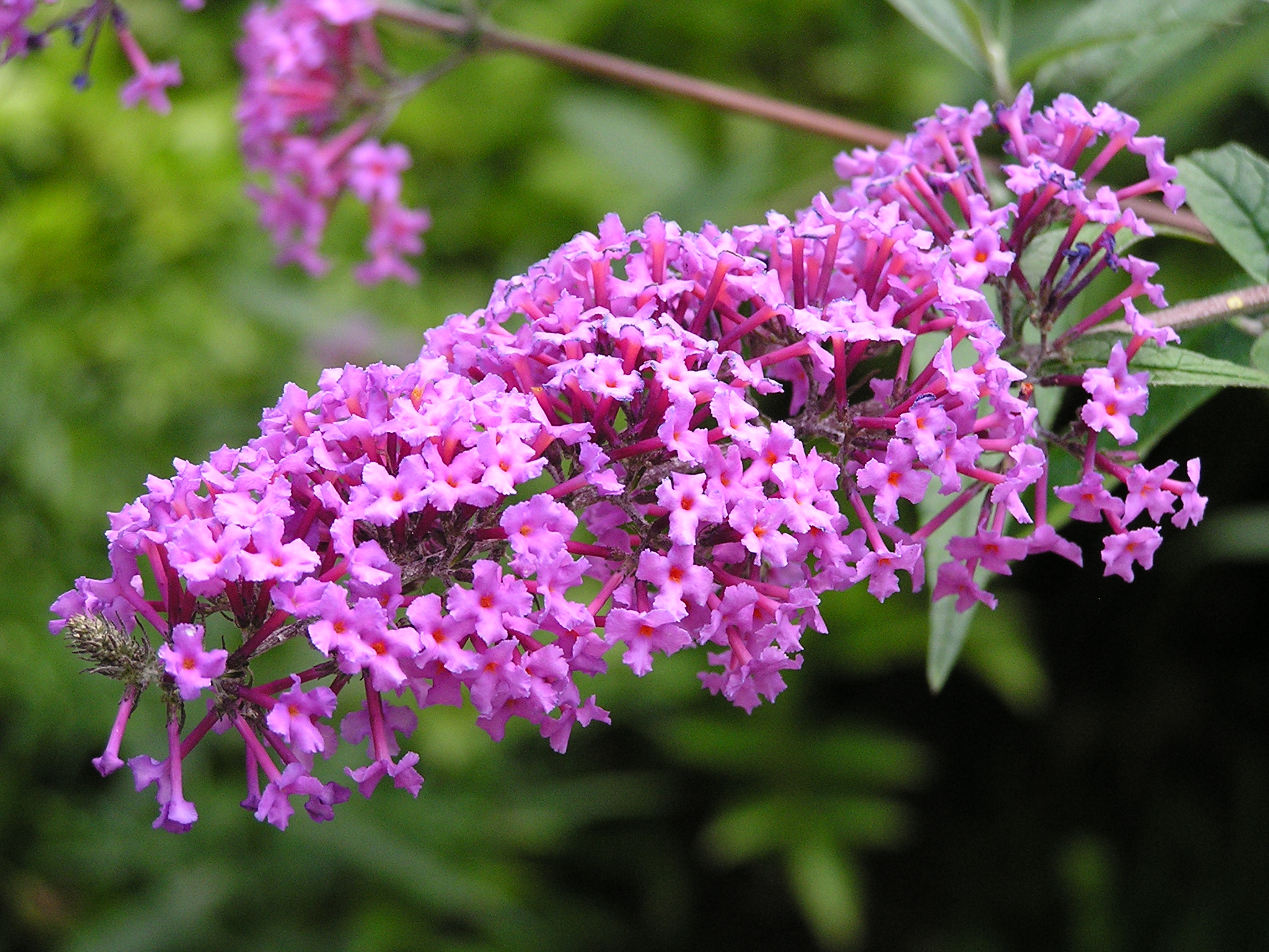 Buddleja davidii (1)