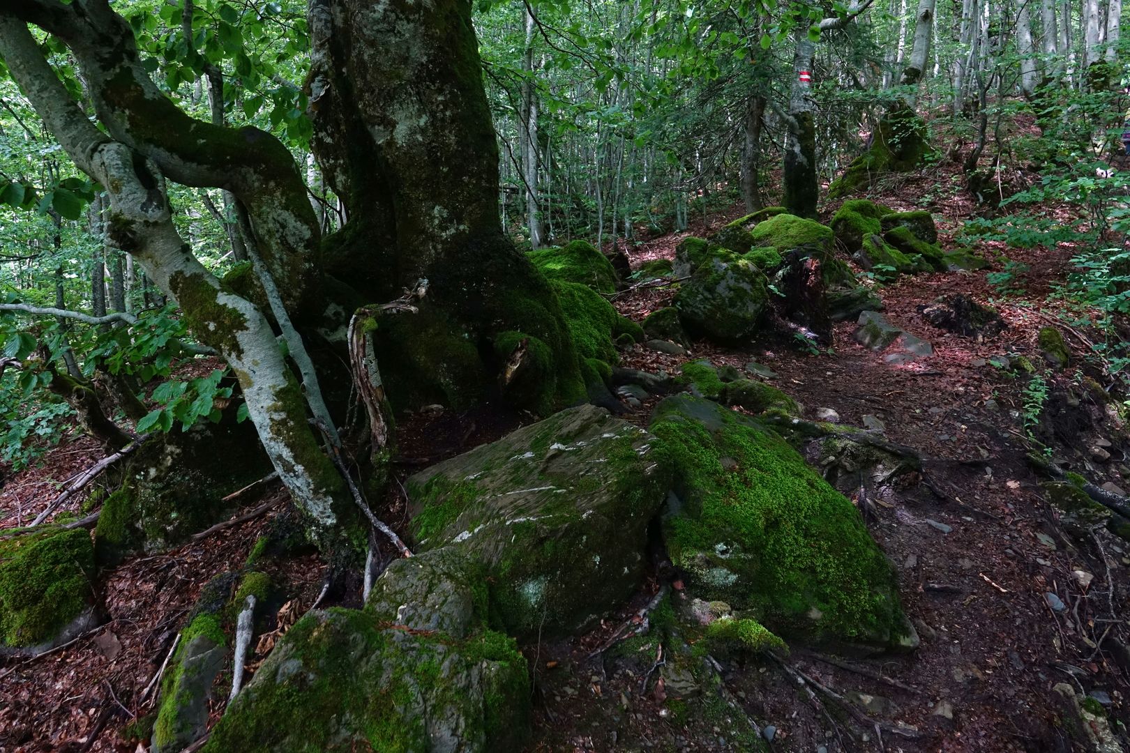 Černá Hora-Nacionalni park Prokletije-2019-07-0008