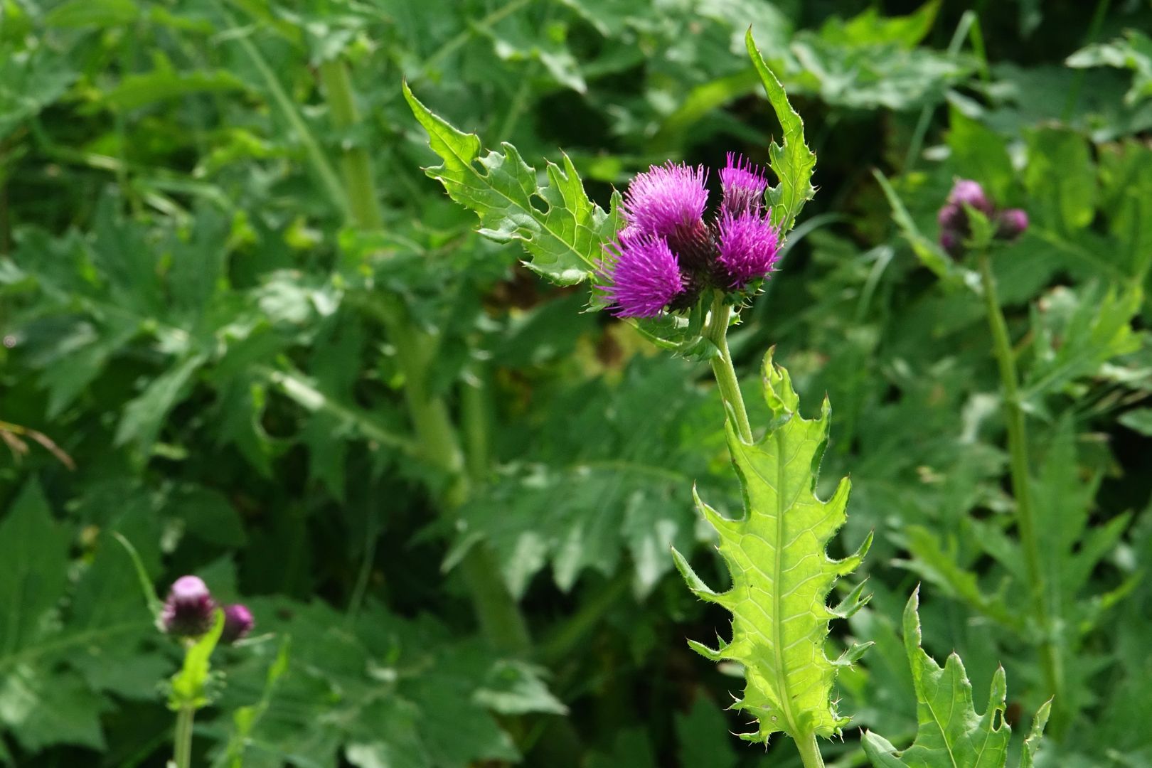 Nacionalni park Prokletije_Cirsium sp.