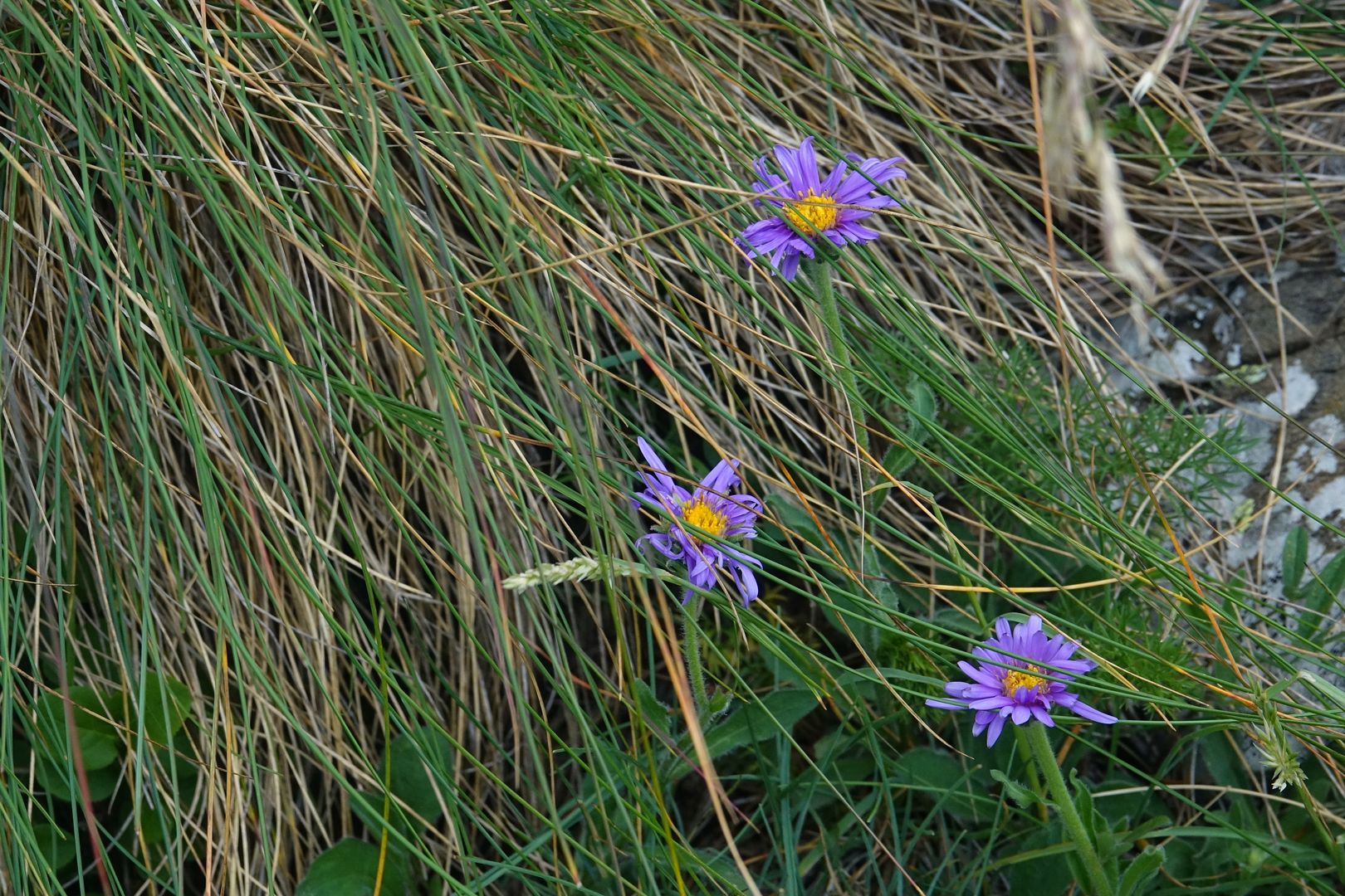 Nacionalni park Prokletije_hvězdnice Aster alpinus