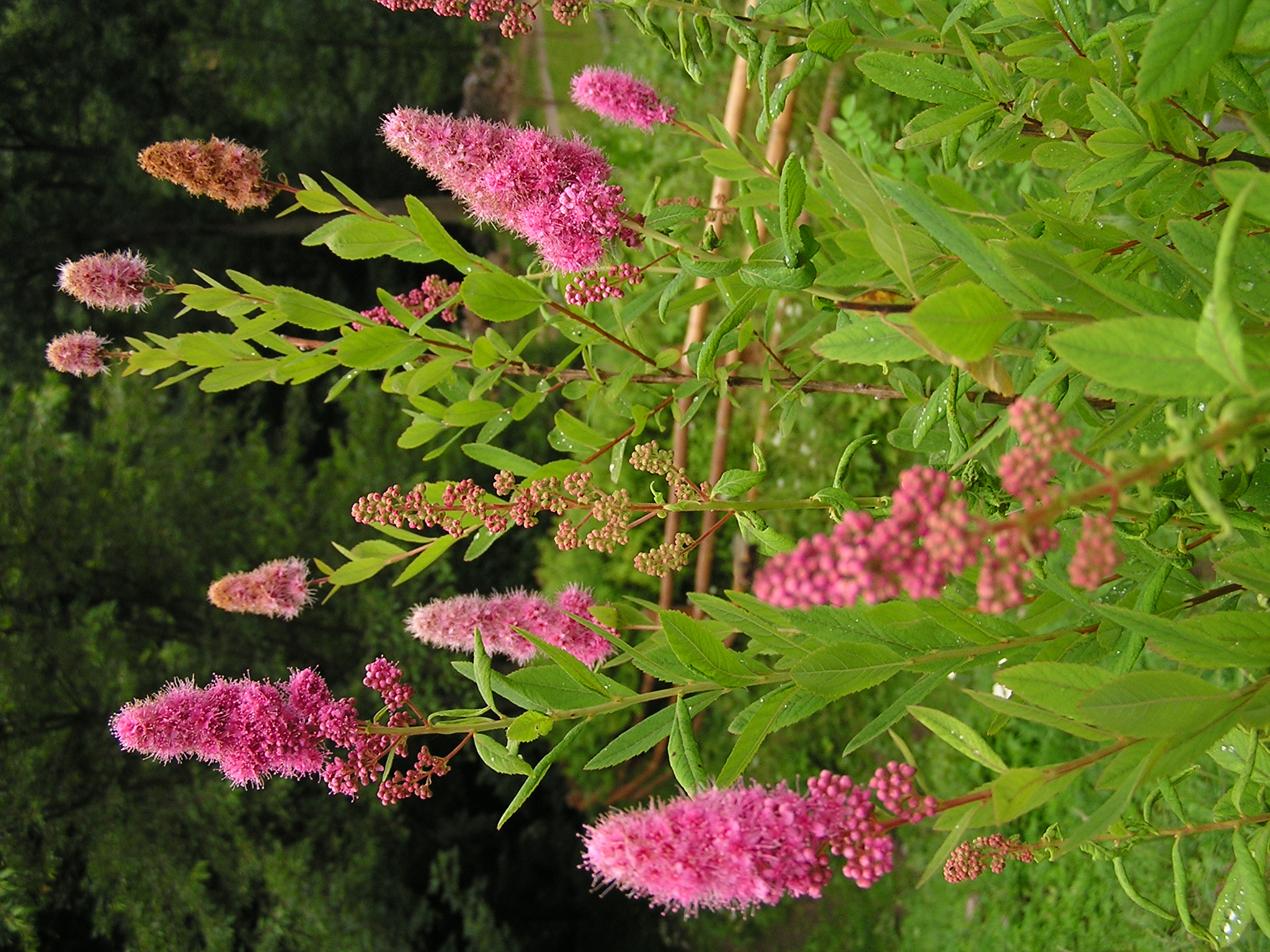 Spiraea salicifolia