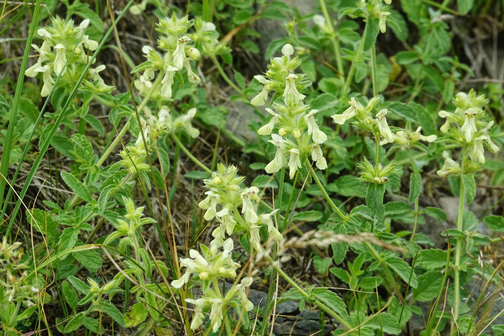 Nacionalni park Prokletije_Stachys sp.