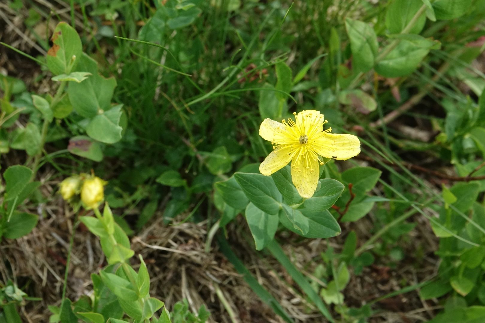 Nacionalni park Prokletije_třezalka_Hypericum richeri