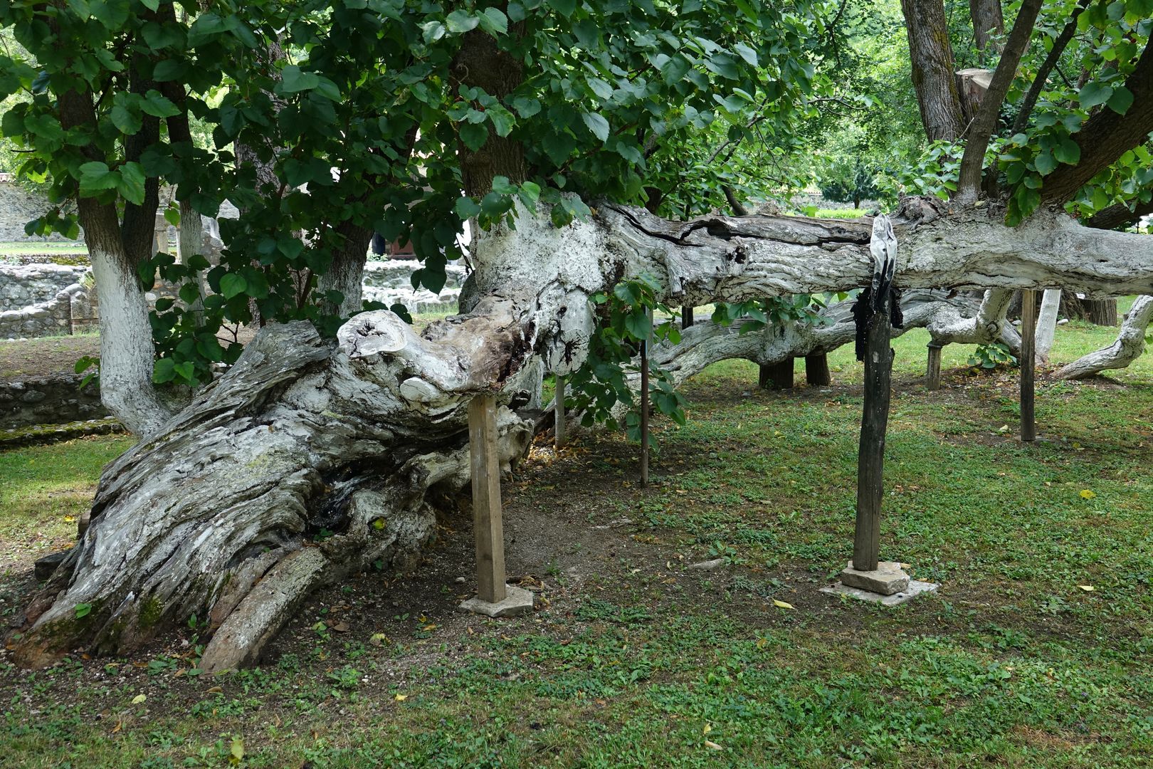 2019_07_14_Kosovo_Pećský klášter_památný morušovník (0)