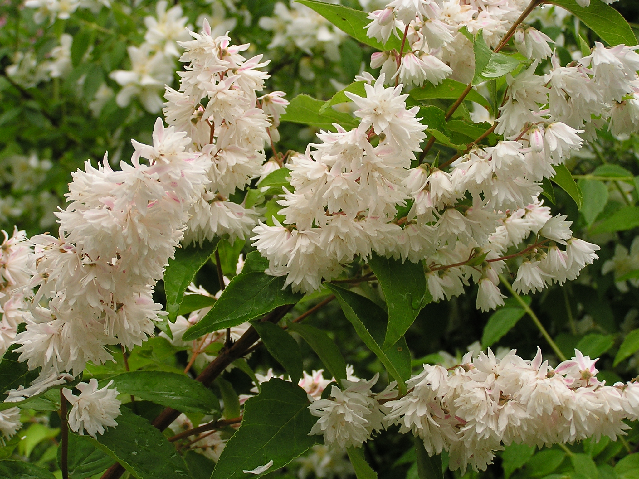 Deutzia ssp. (1)