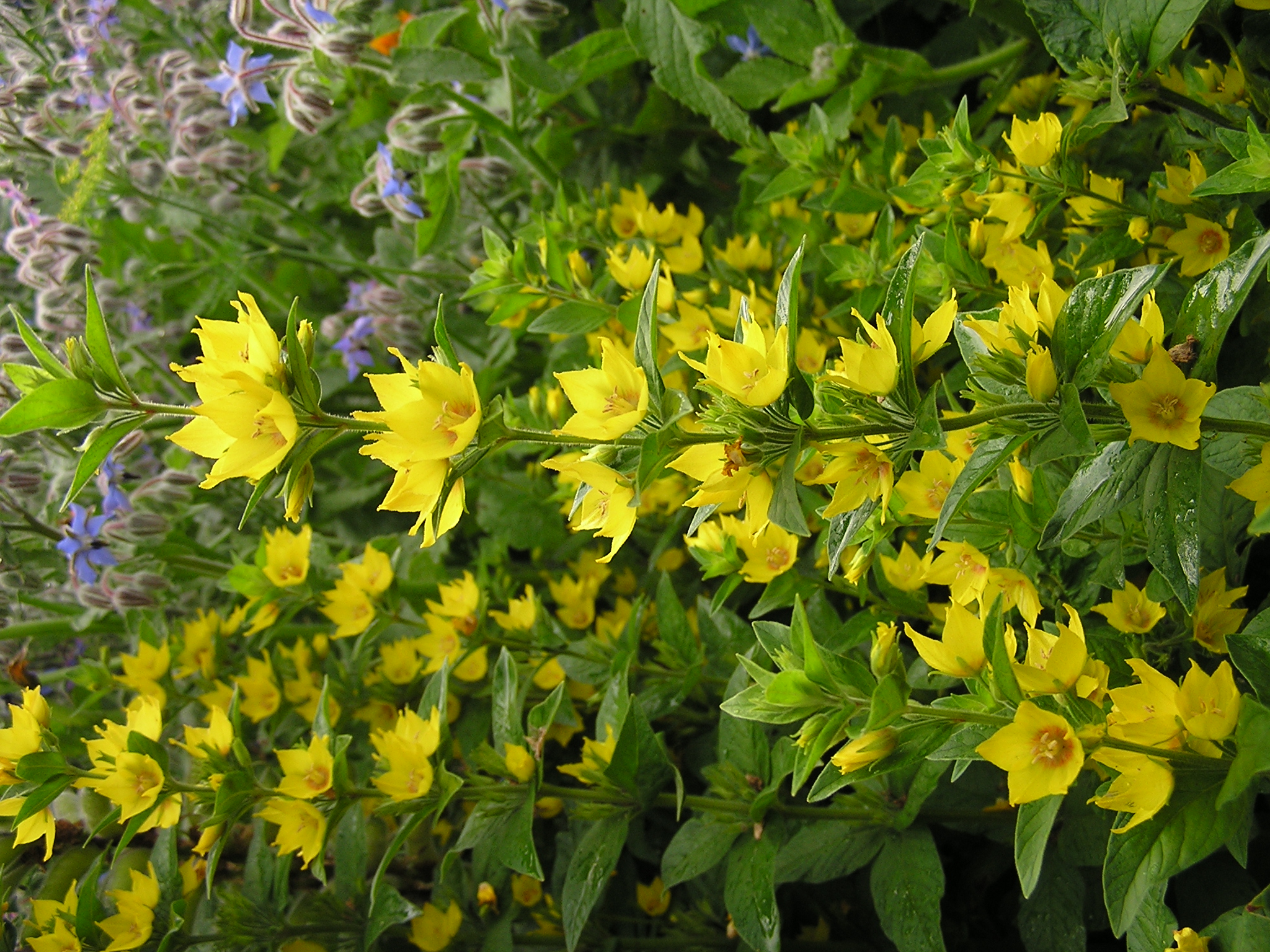 Lysimachia punctata