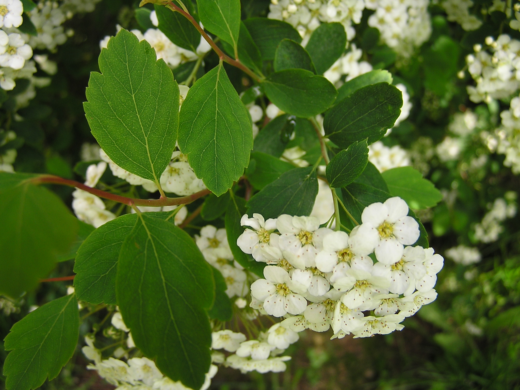 Spiraea x vanhouttei