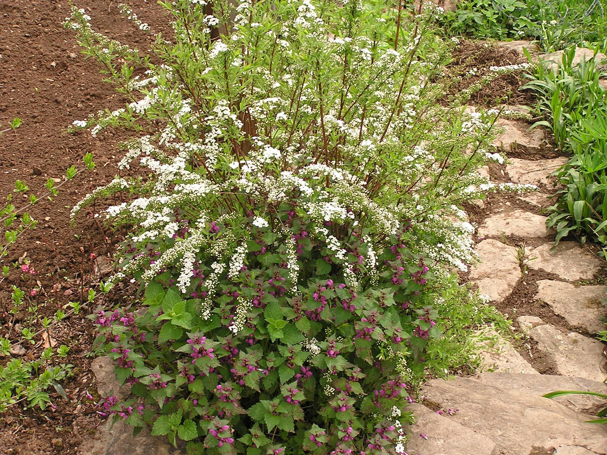 Spirea arguta (1)