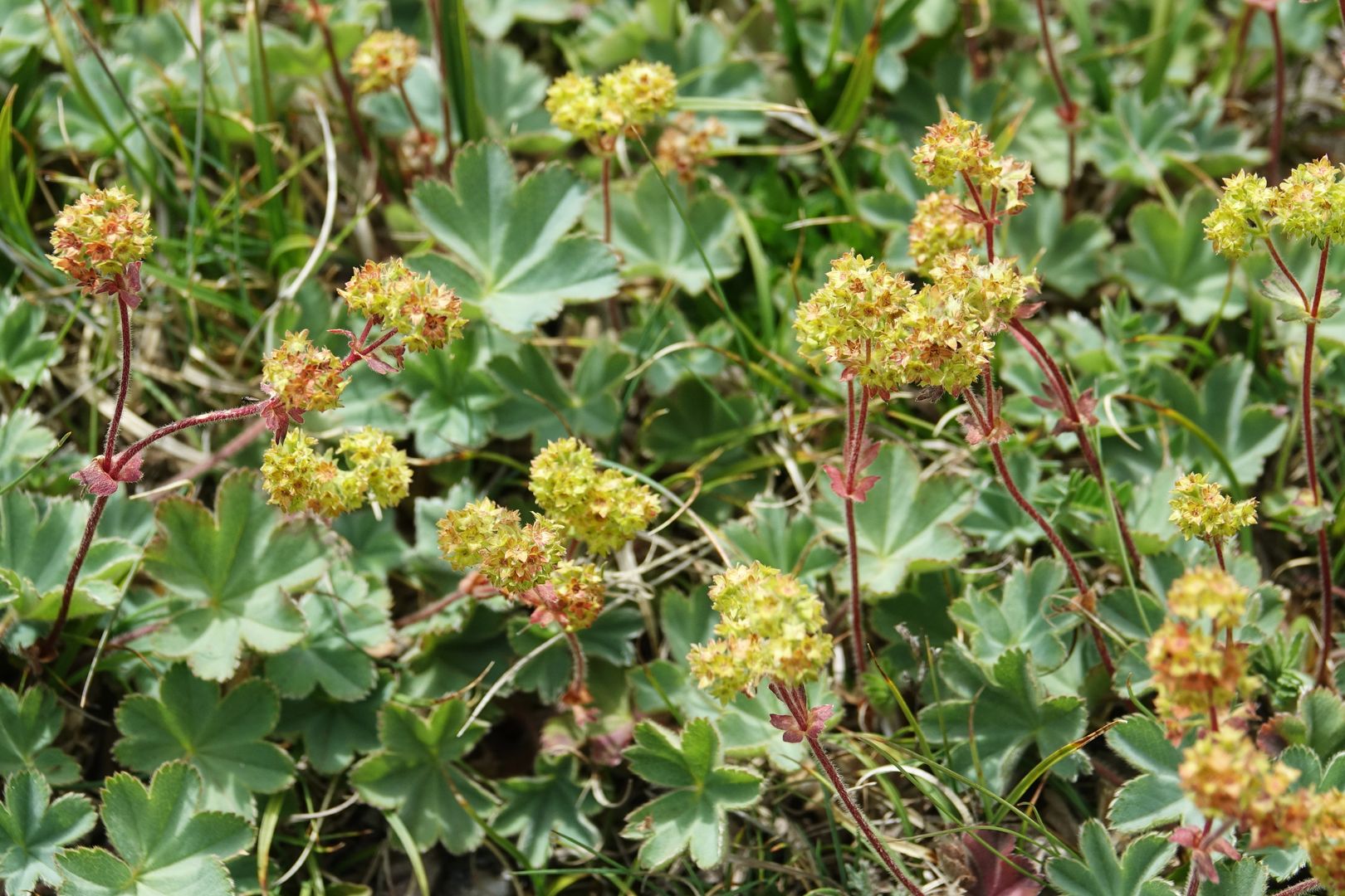 Severní Makedonie_Šar Planina_Alchemilla sp.