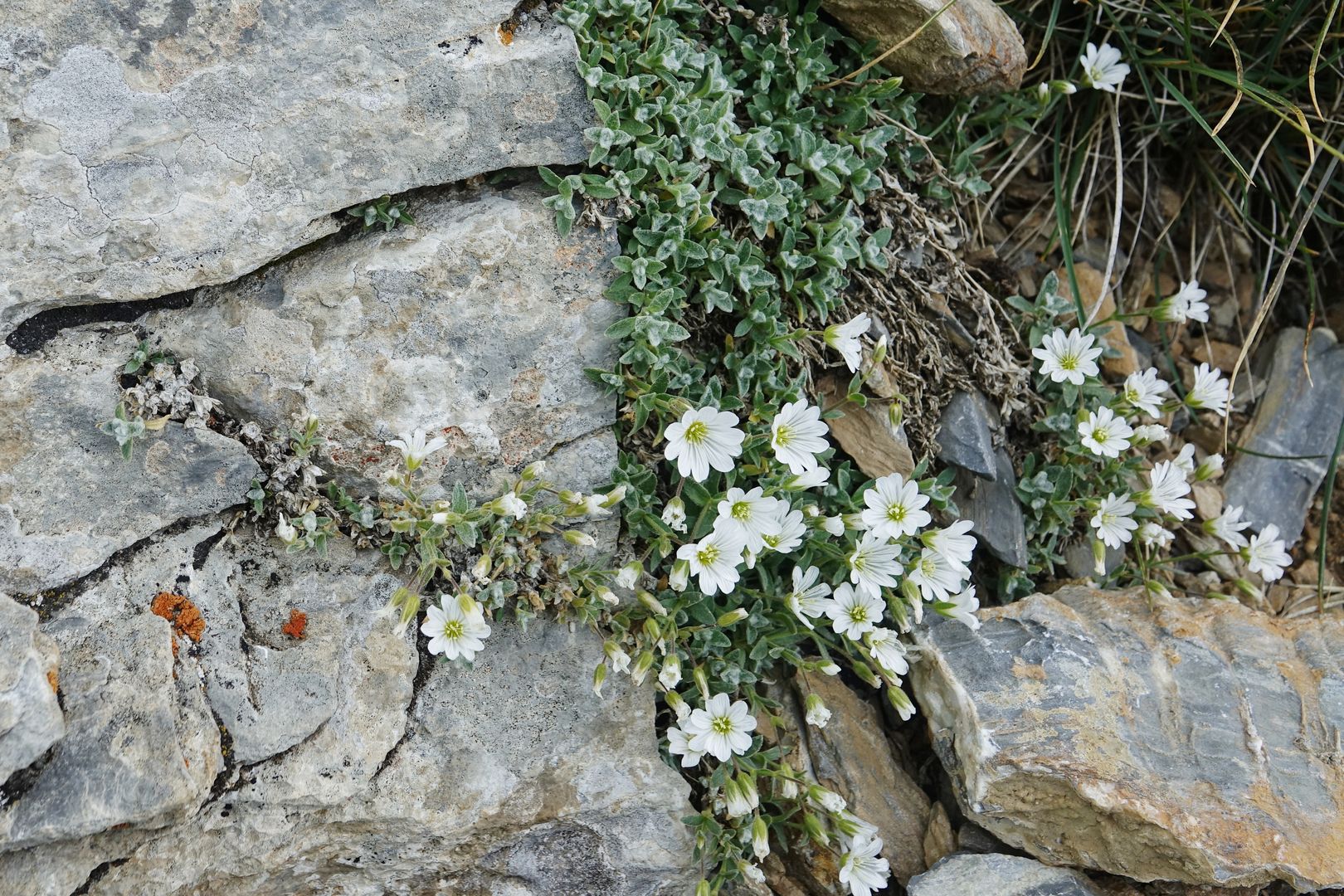 Severní Makedonie_Šar Planina_Cerastium decalvans