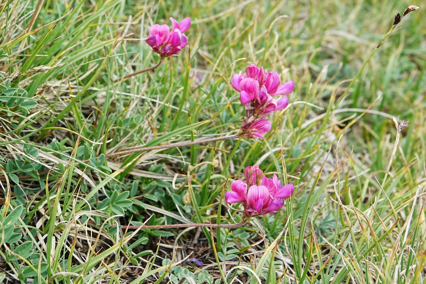 Severní Makedonie_Šar Planina_Onobrychis sp.