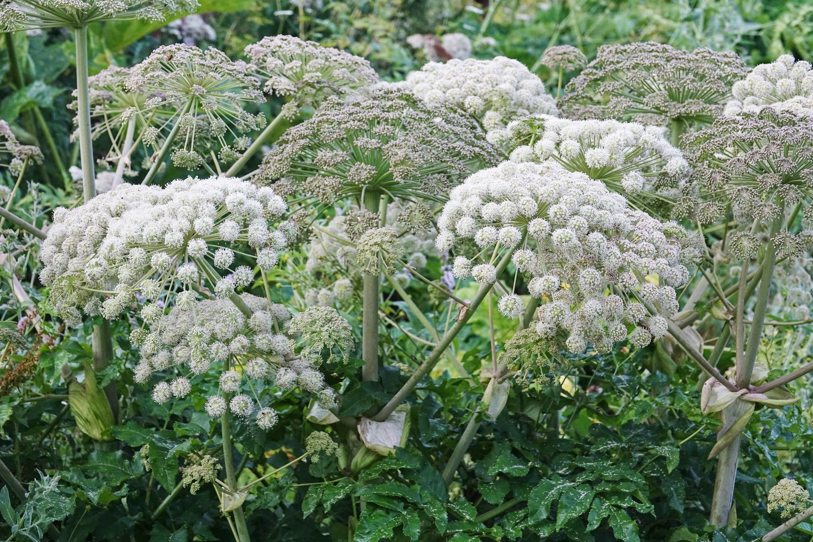 Severní Makedonie_Mavrovo-2019-07-0004_1