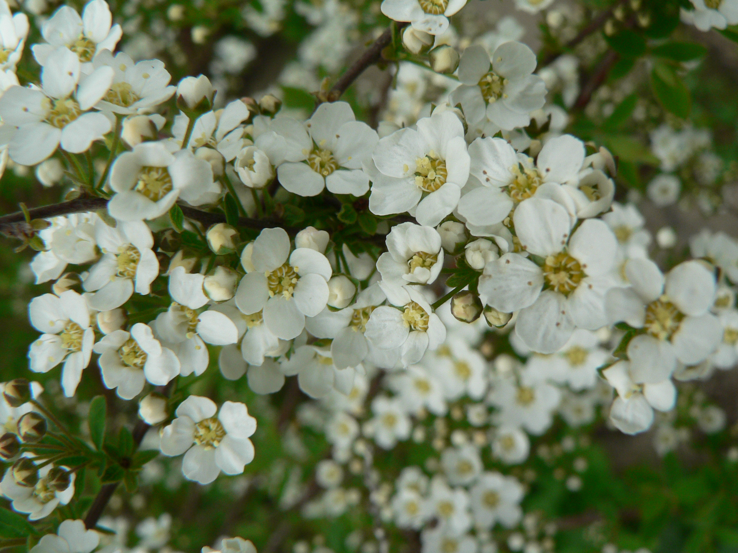 Spirea arguta