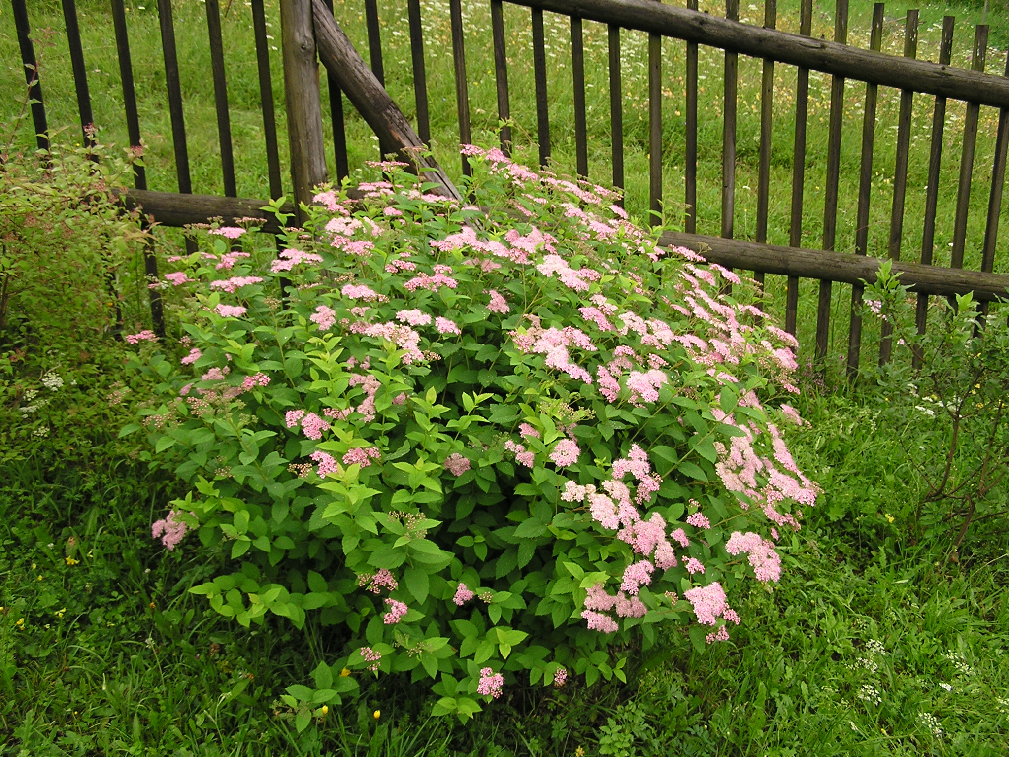 Spirea bumalda