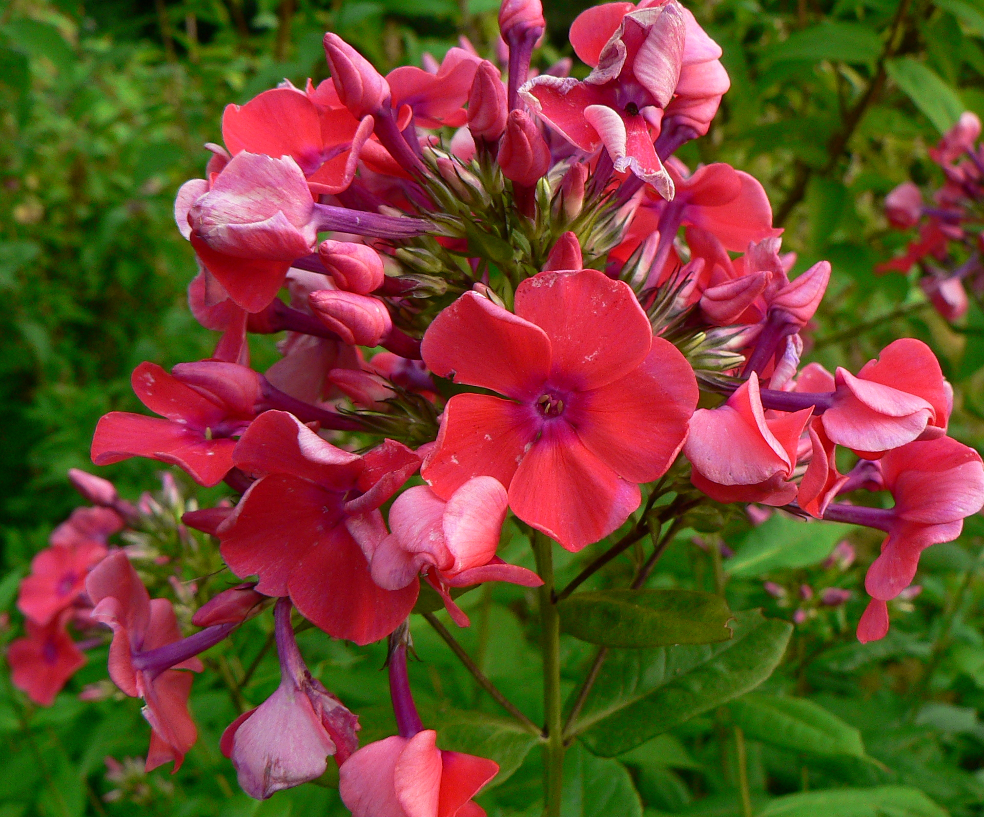 Phlox paniculata (2)