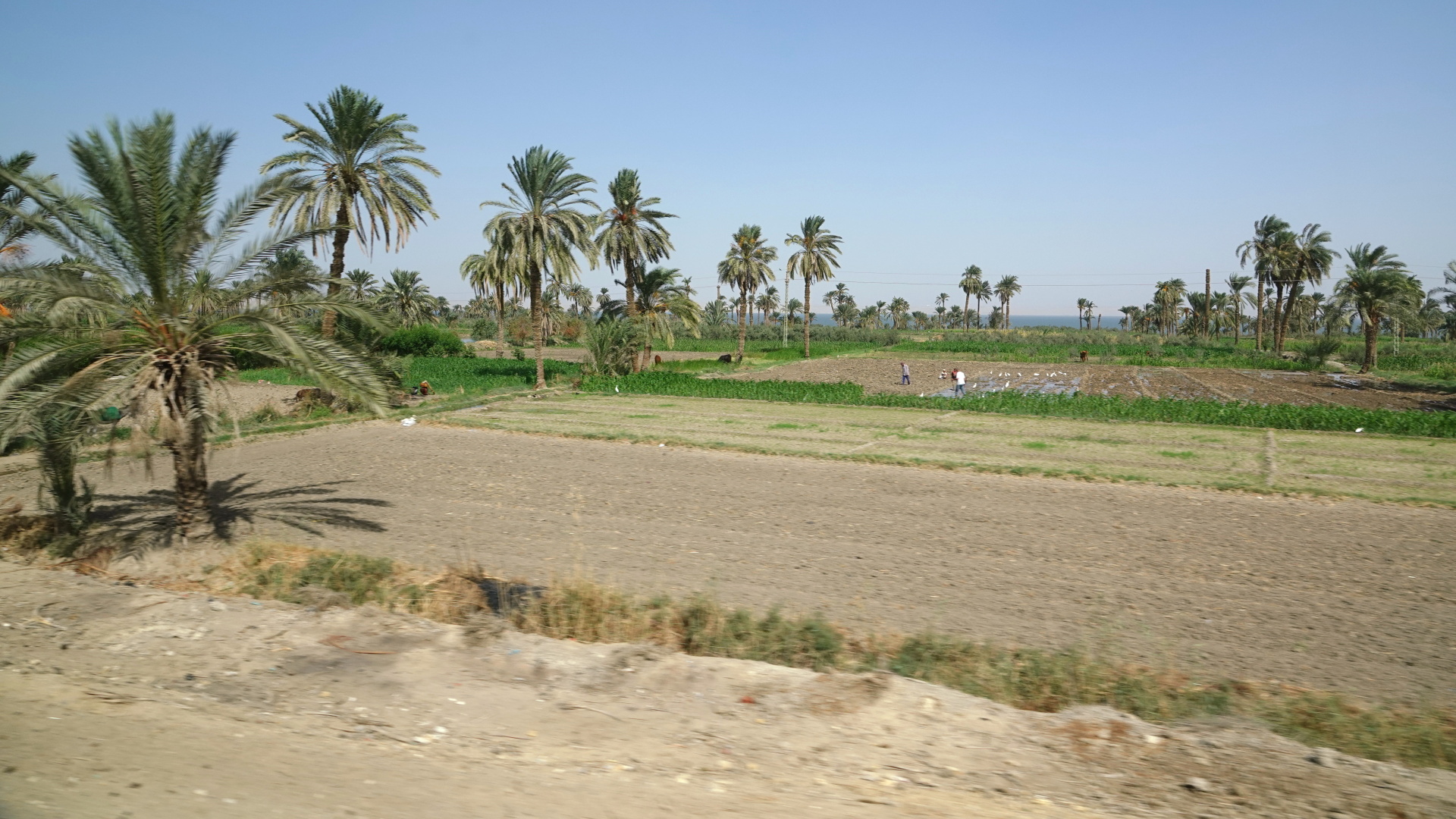 Egypt_Fajjúmská oáza_2022_10_0009